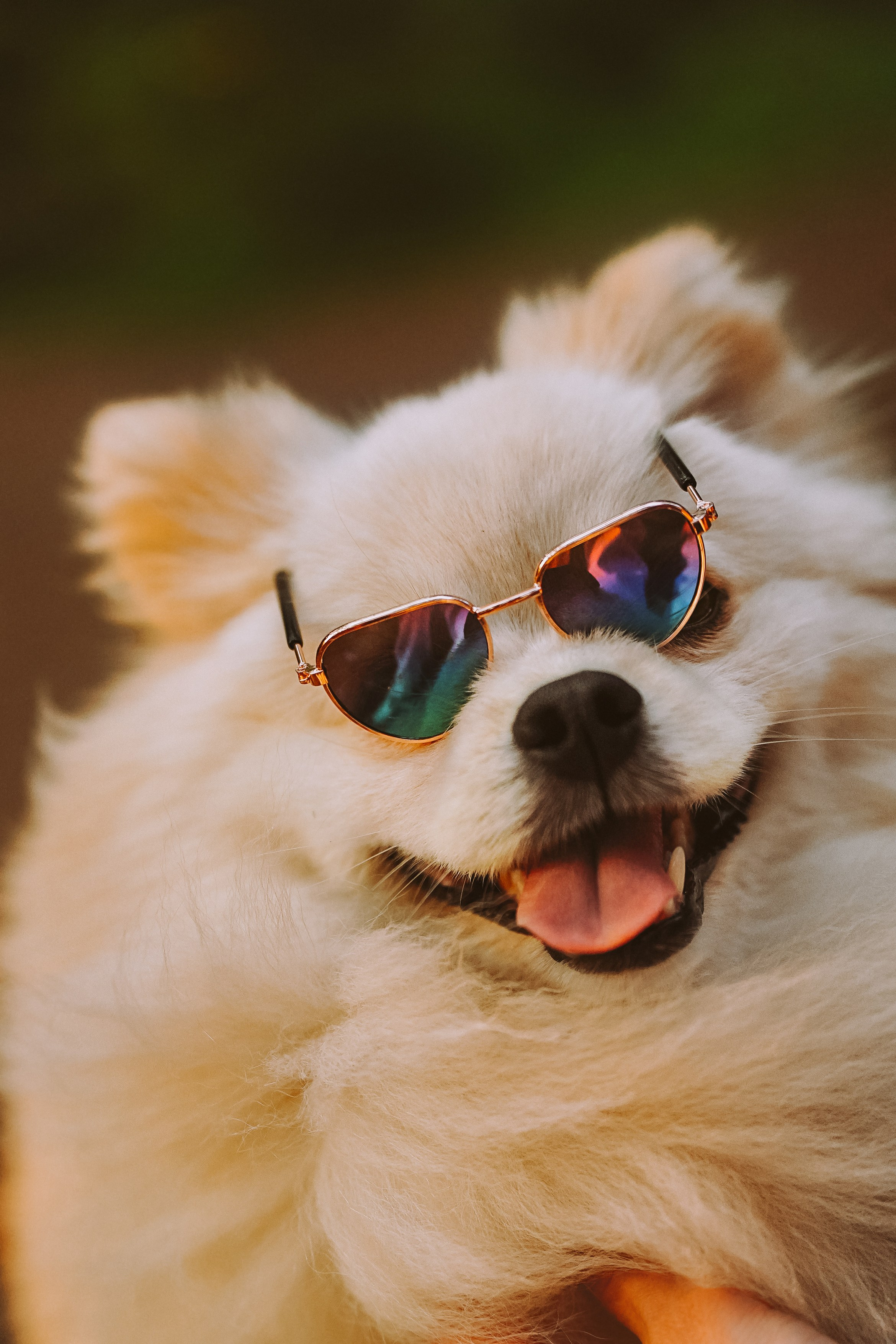 Фотосессия с собачкой в лесу. Фотограф анималист в Спб недорого Олеся Майорова