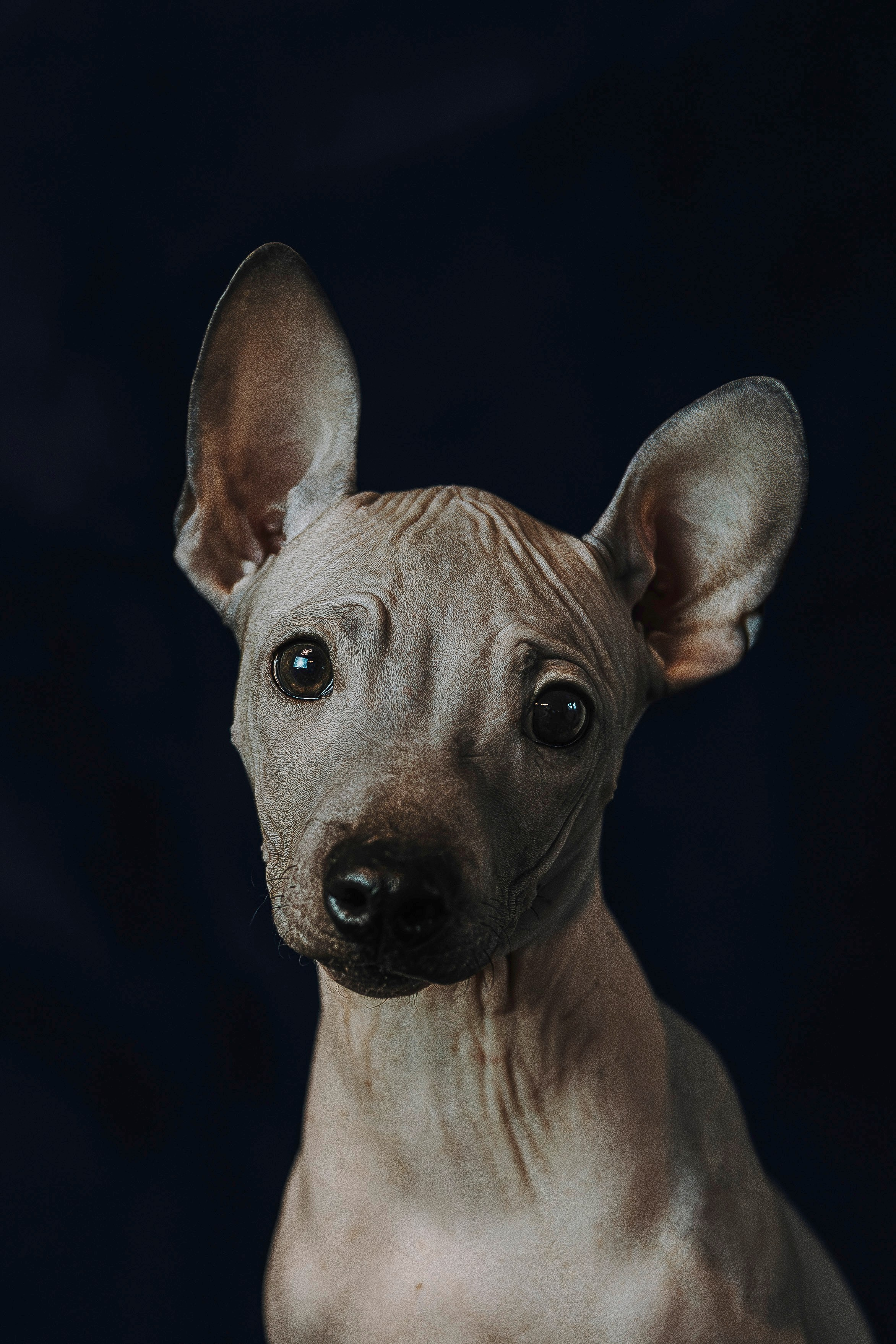 Малыши американского голого терьера. Фотограф анималист в Спб недорого Олеся Майорова