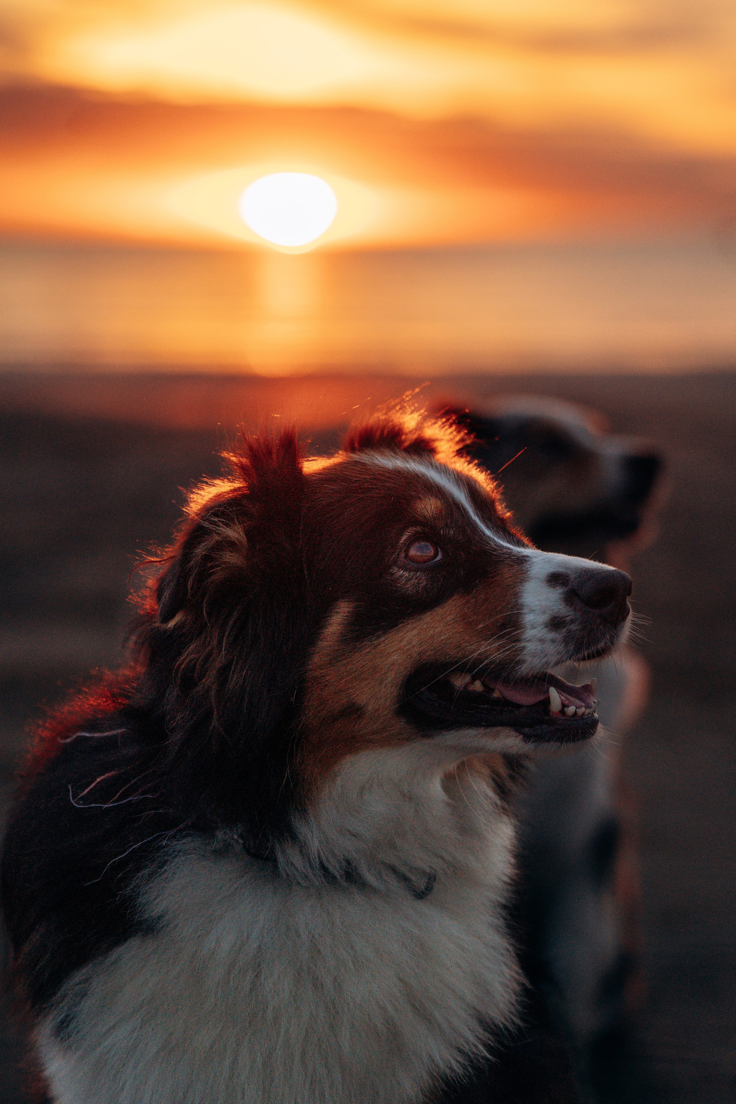 Фотограф анималист в Спб. Фотограф анималист в Спб недорого Олеся Майорова