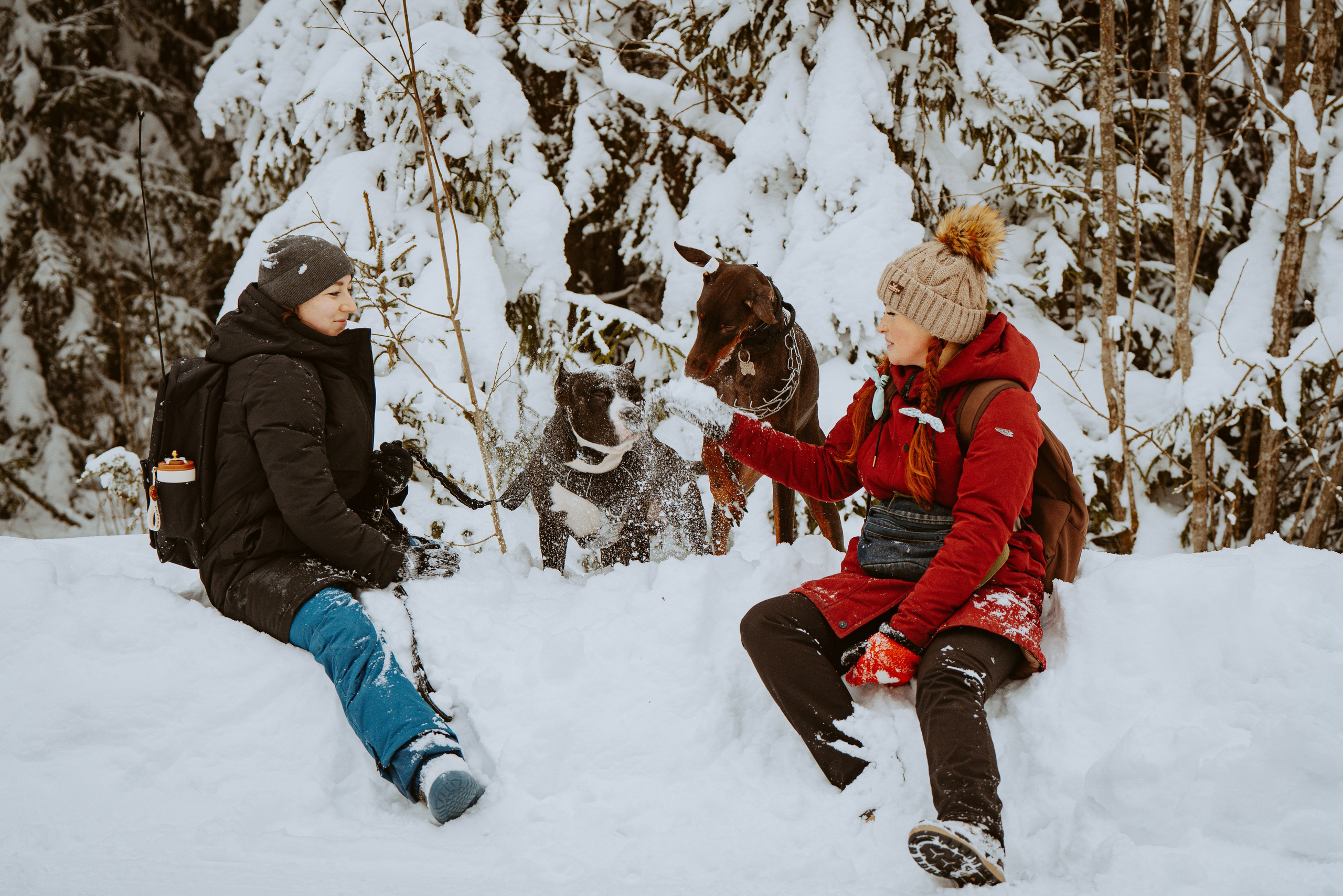 Дог трекинг. Фотограф анималист в Спб недорого Олеся Майорова