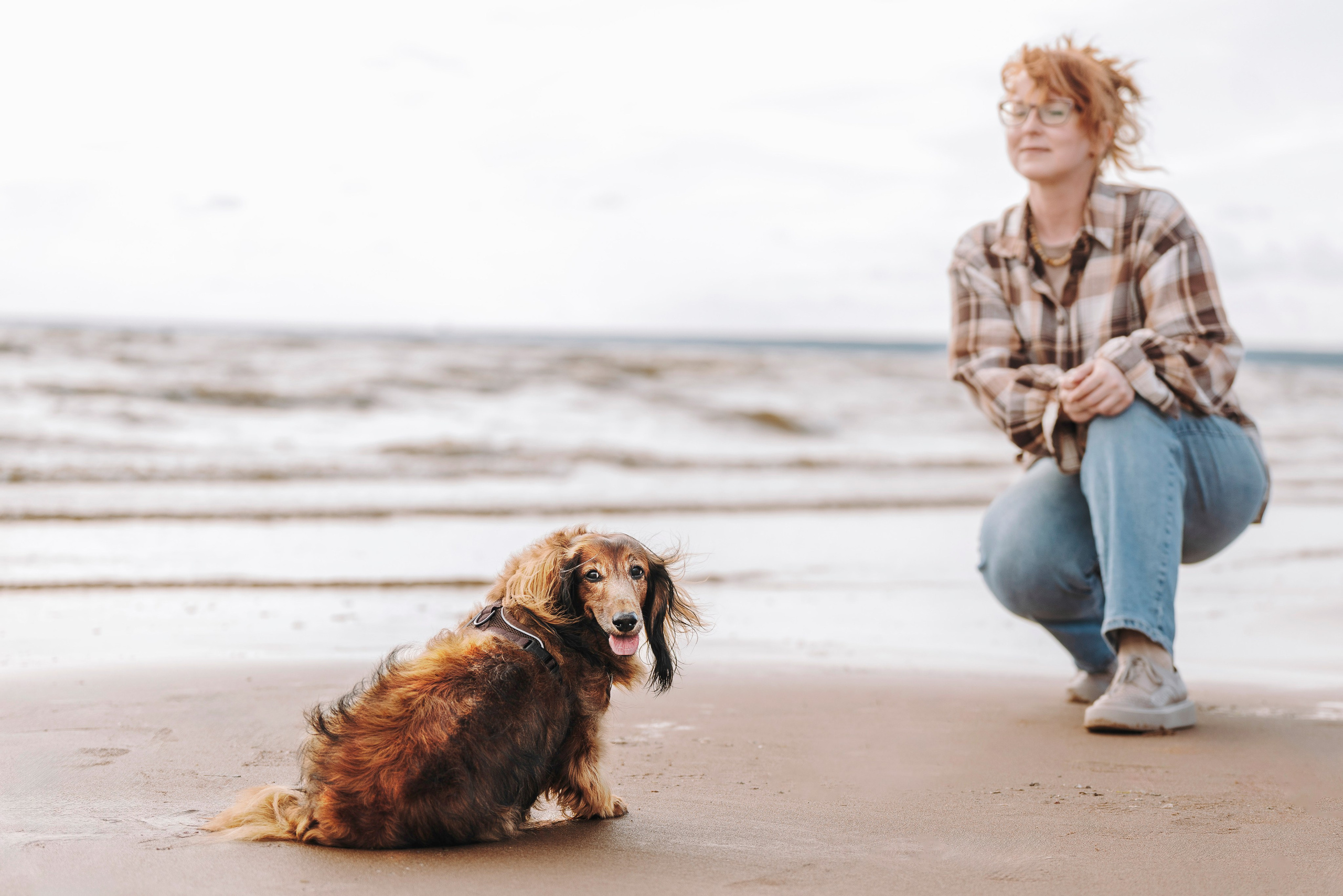 Фотосессия с длиношерстной таксой на пляжн. Фотограф анималист в Спб недорого Олеся Майорова