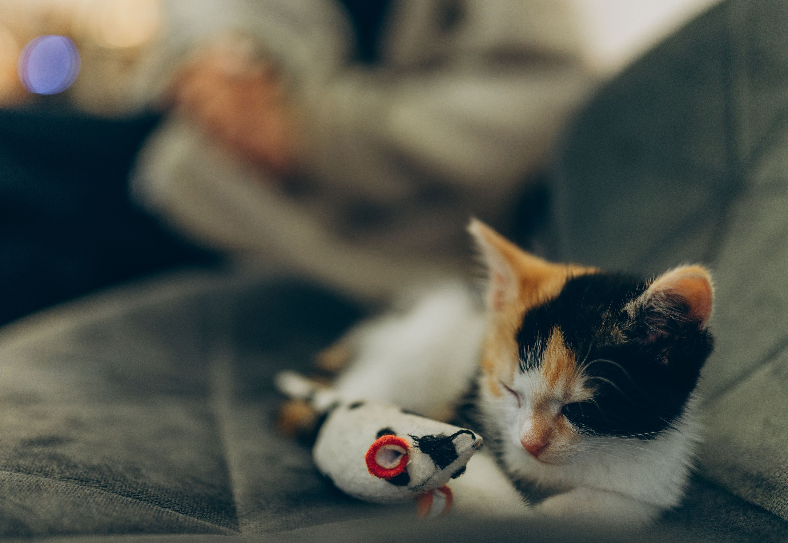 Соник. Фотограф анималист в Спб недорого Олеся Майорова