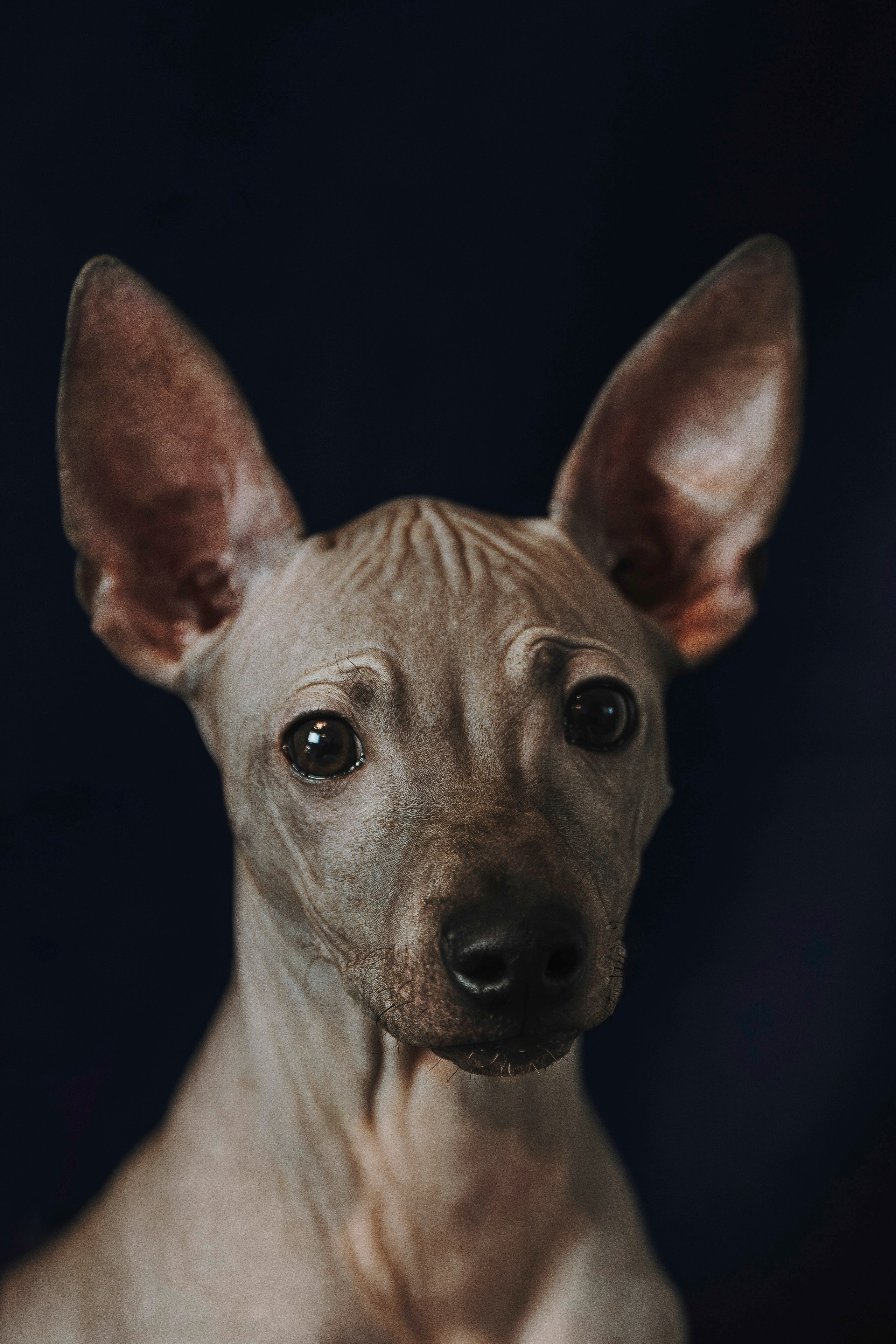 Малыши американского голого терьера. Фотограф анималист в Спб недорого Олеся Майорова