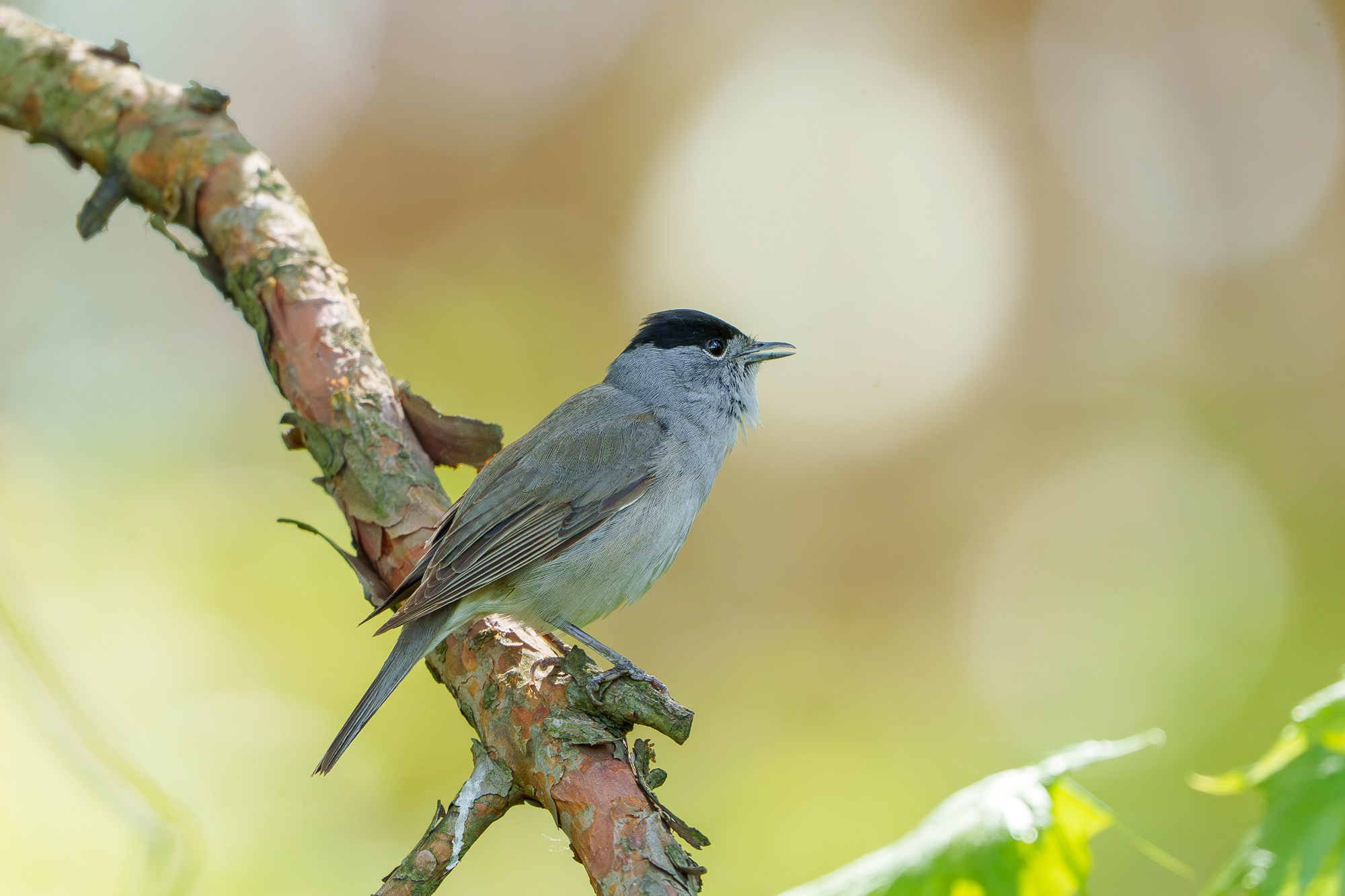 Удивительные мир птиц. Вокруг нас столько прекрасного — присмотритесь!. Ваш личный фотограф Марина Волкова