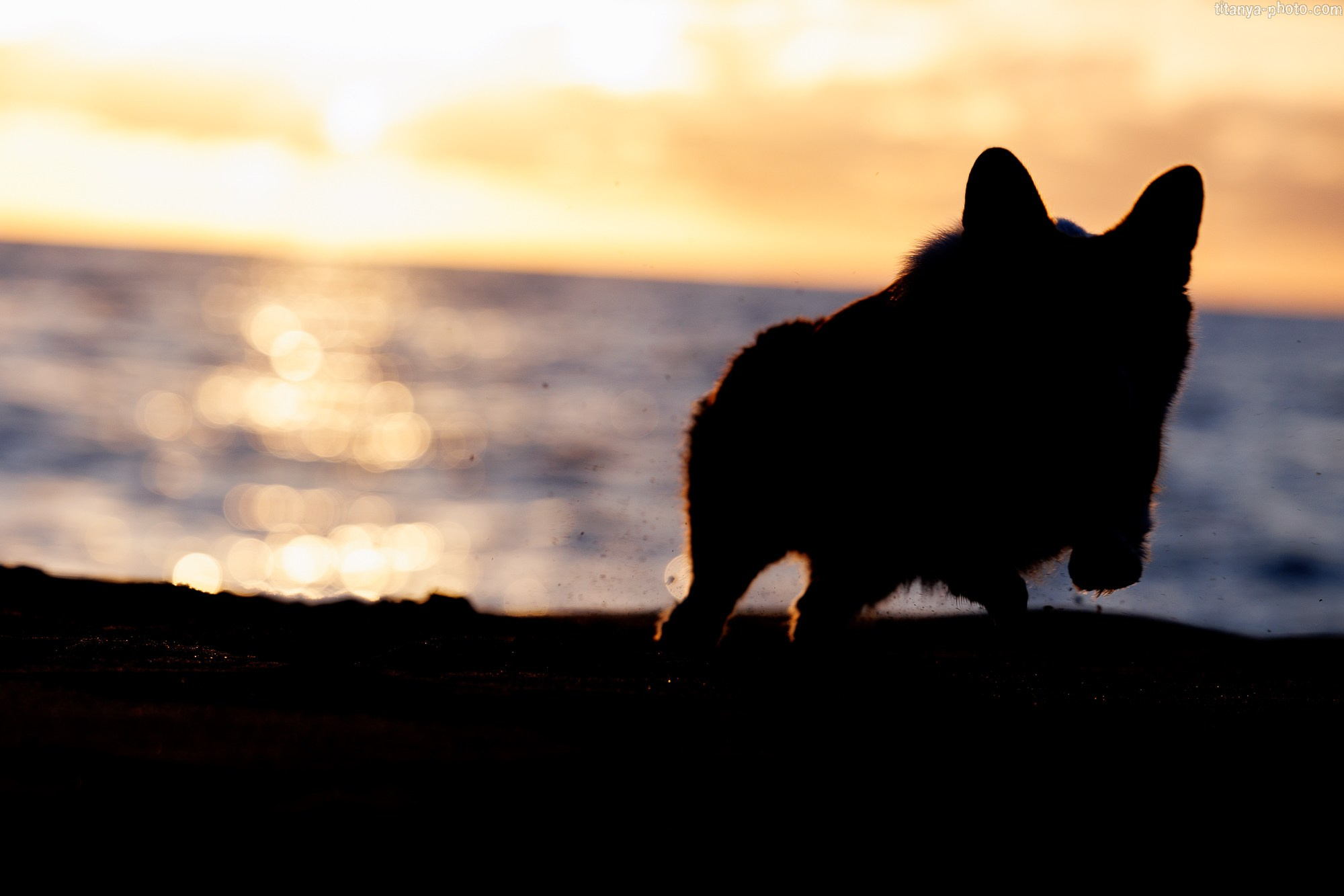 Тесла и Тихий океан. Фотограф собак, фотограф-анималист Аня Титова (Titanya). Москва