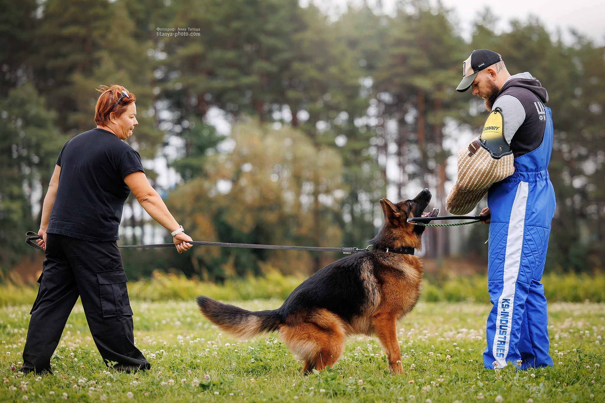 Тренировка по защите в питомнике немецких овчарок «Легенда Волги». Фотограф собак, фотограф-анималист Аня Титова (Titanya). Москва