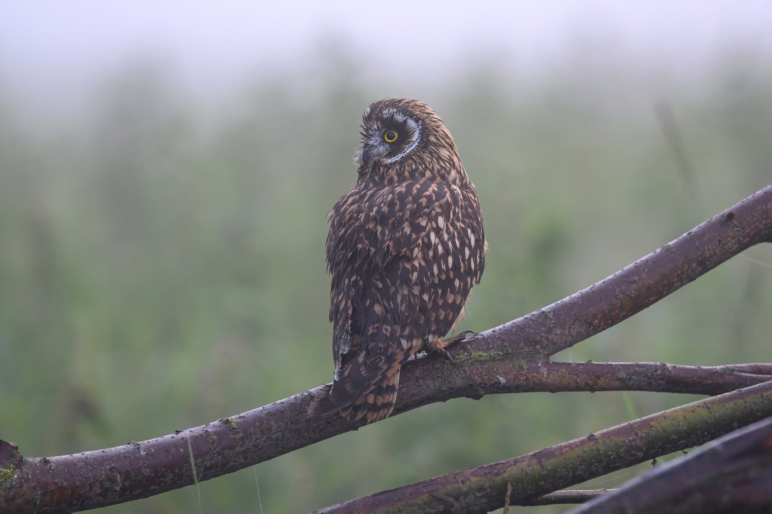 Совята и жуланы. Owlets and Shrikes. Фотограф Сергей Пупонин