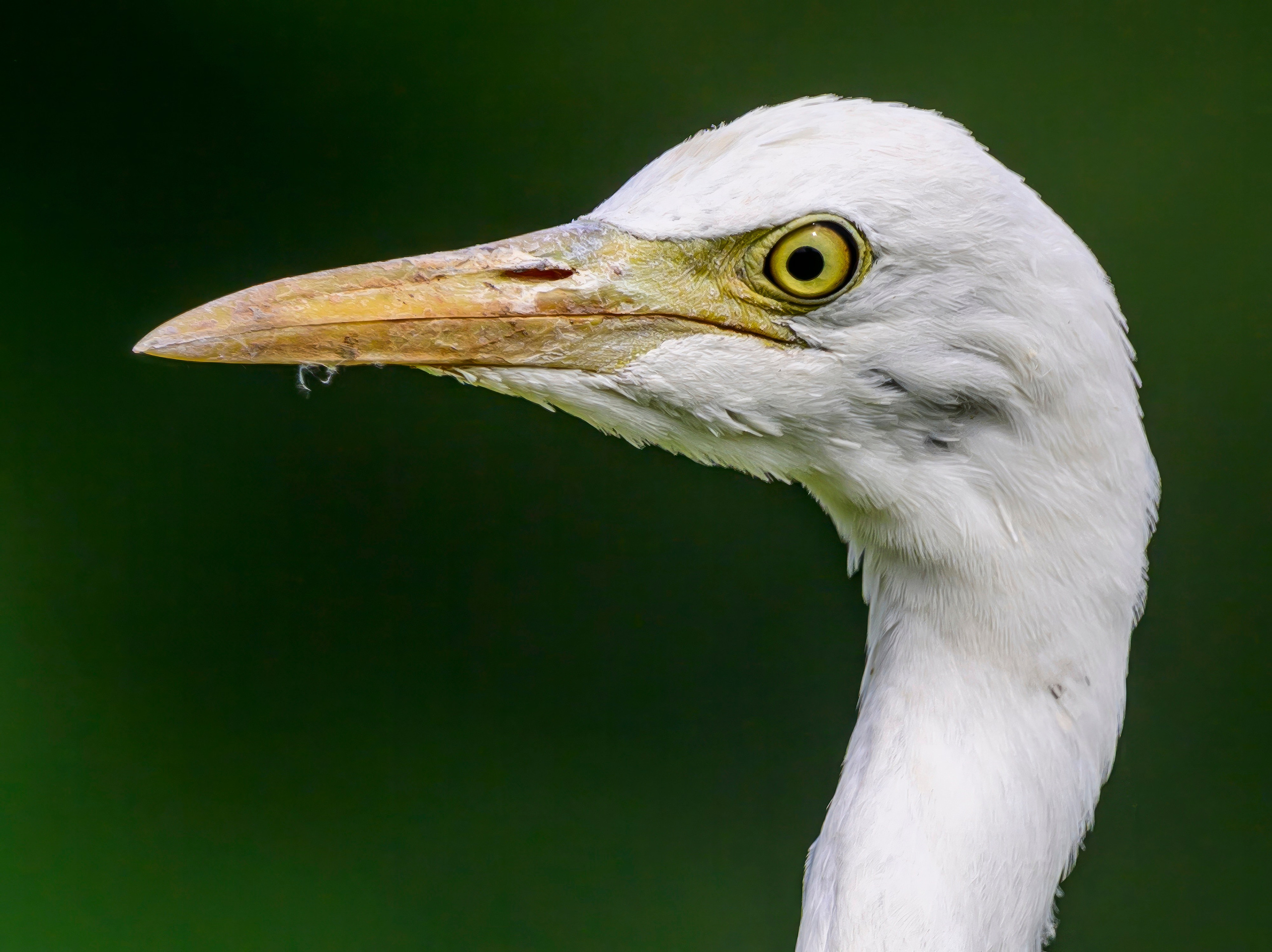 Раджастан, Индия. Wildlife photography by Sergey Puponin