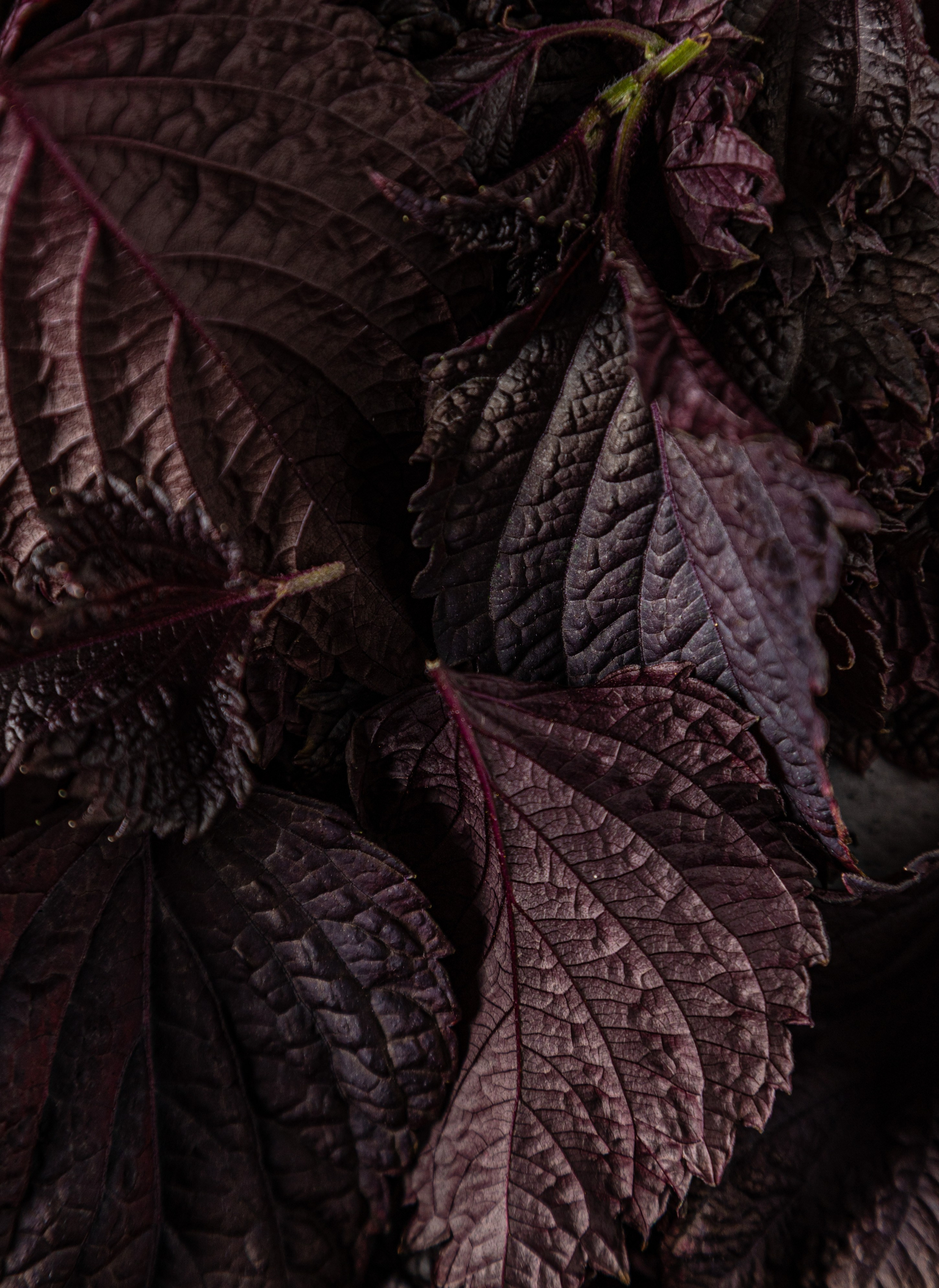 Портфолио. Фуд-фотограф и видеограф из Петербурга