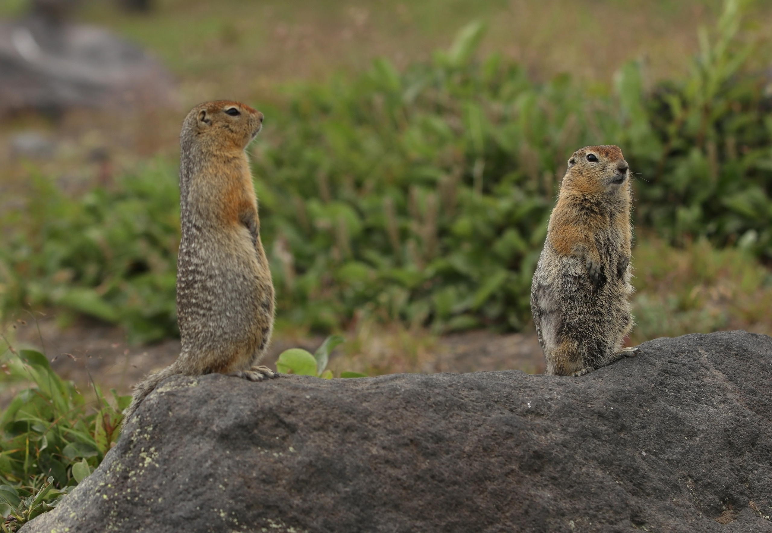 Камчатка и о. Парамушир. Июль 2024. Путешественник-фотограф из Санкт-Петербурга Татьяна Свистулина