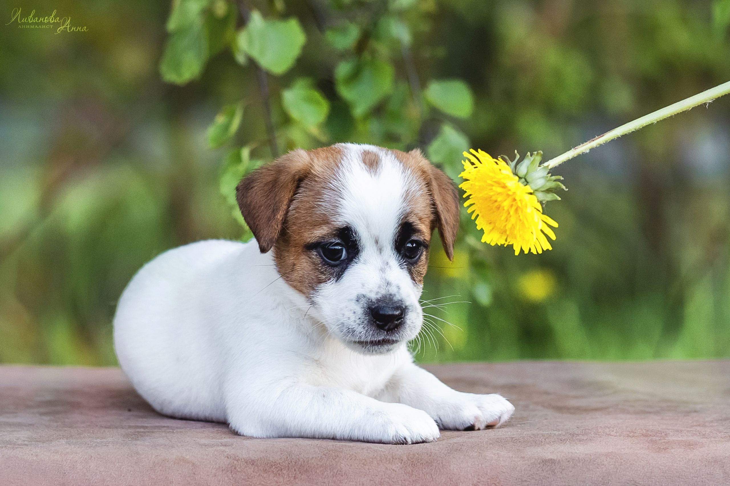 Джеки. Фотограф анималист Аня Ливанова | Рыбинск