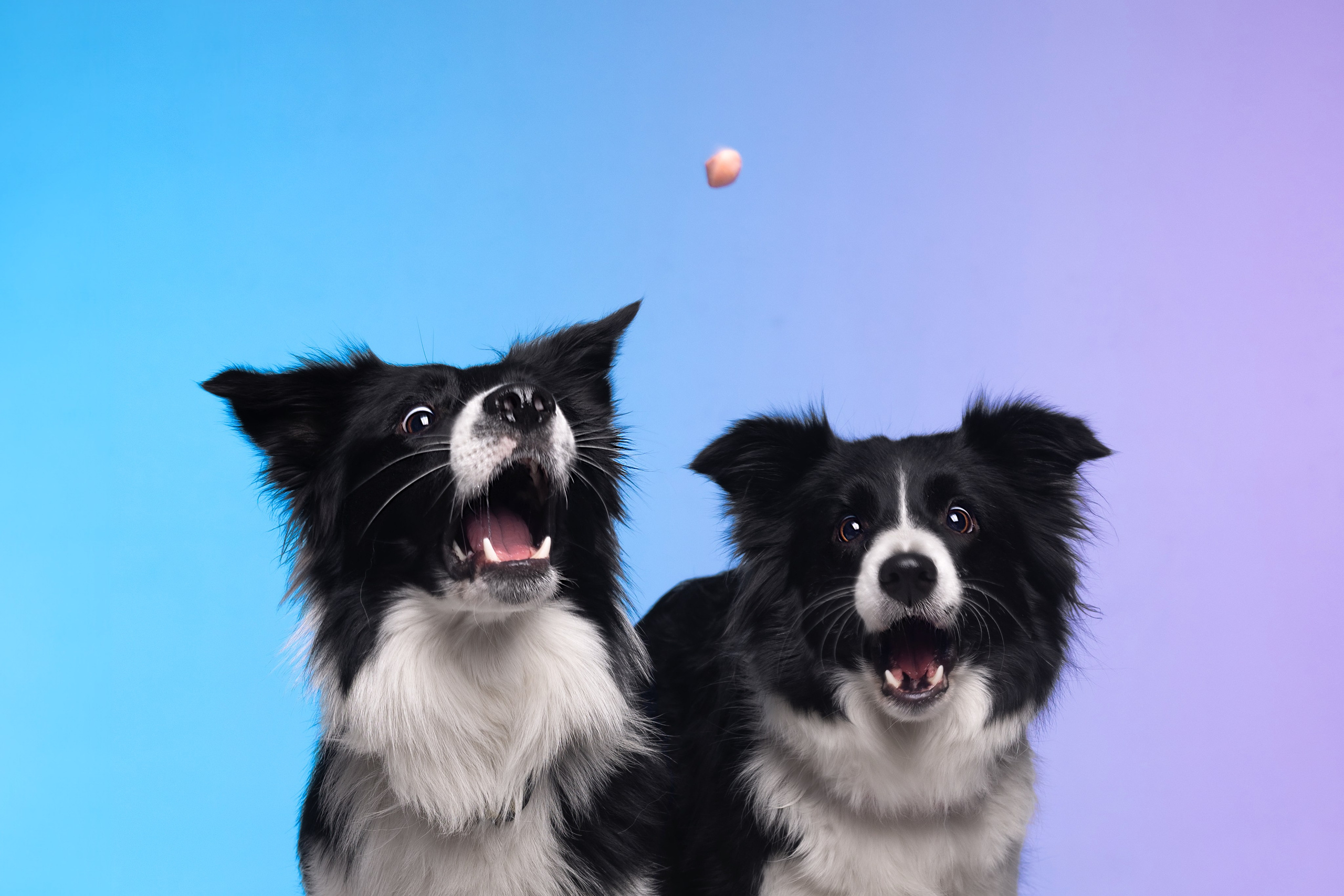 Неон. Фотограф анималист Кристина Карпова, Москва