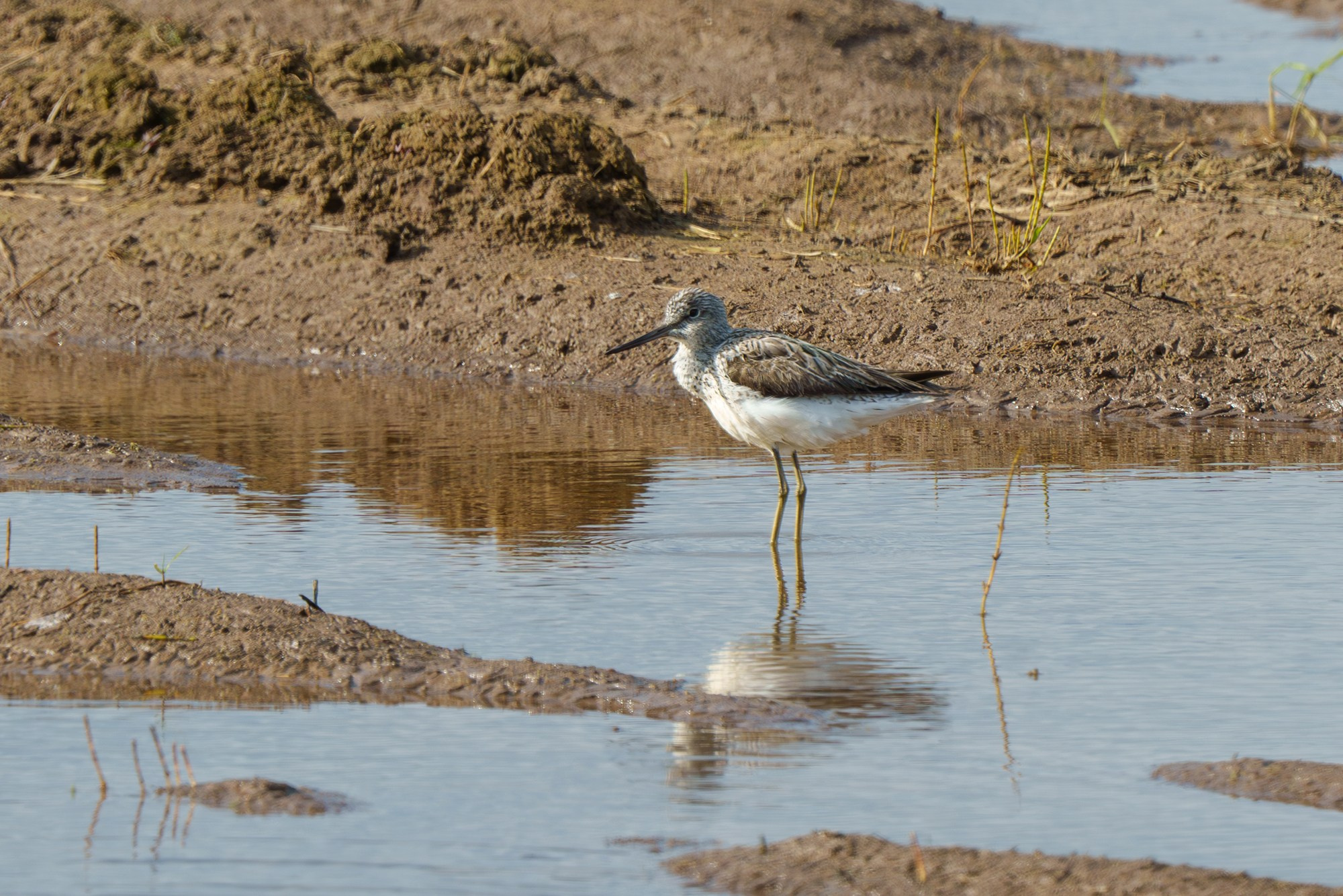 Удивительные мир птиц. Вокруг нас столько прекрасного — присмотритесь!. Ваш личный фотограф Марина Волкова