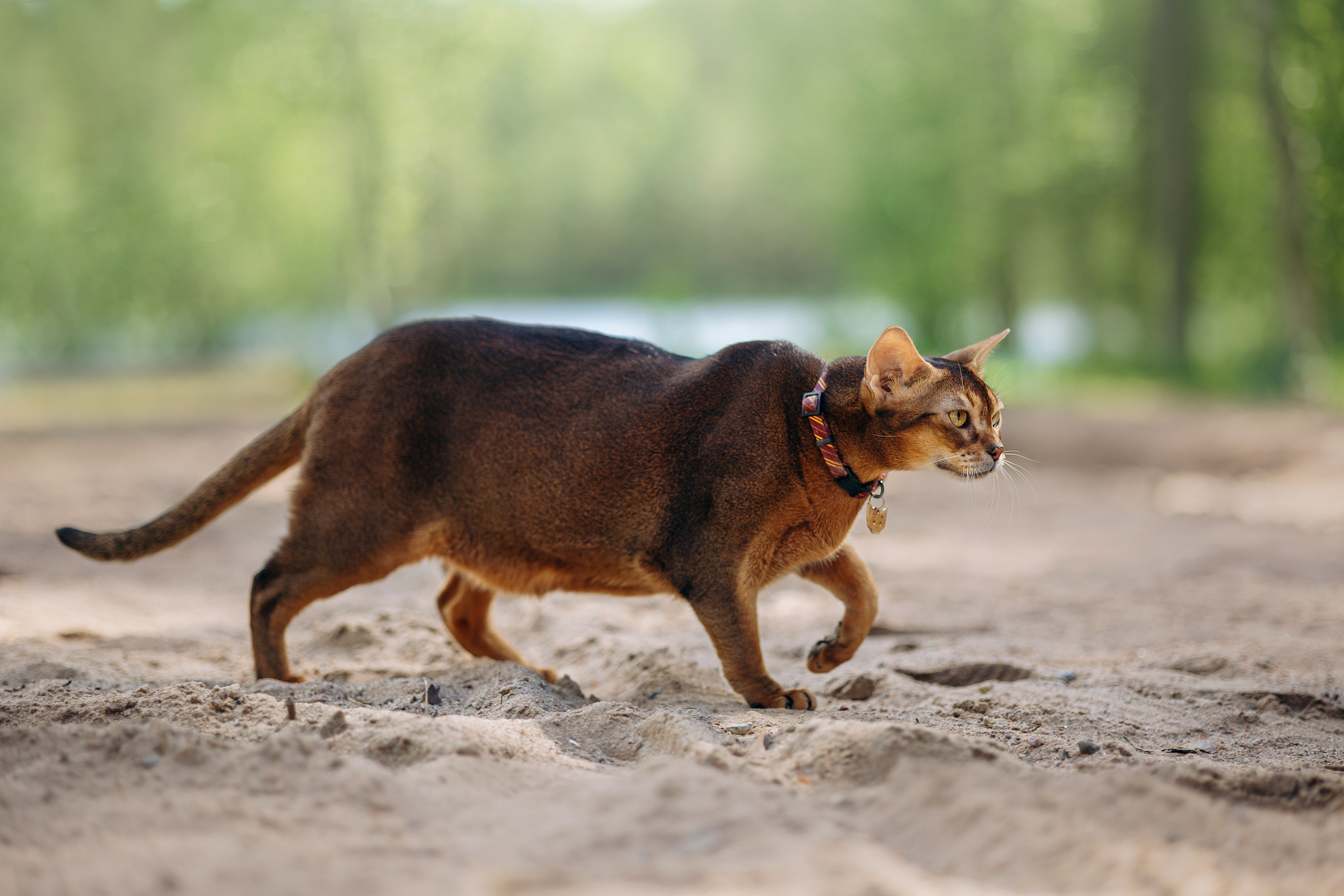 Котофеи и их семья. Фотограф — Анималист | Санкт-Петербург