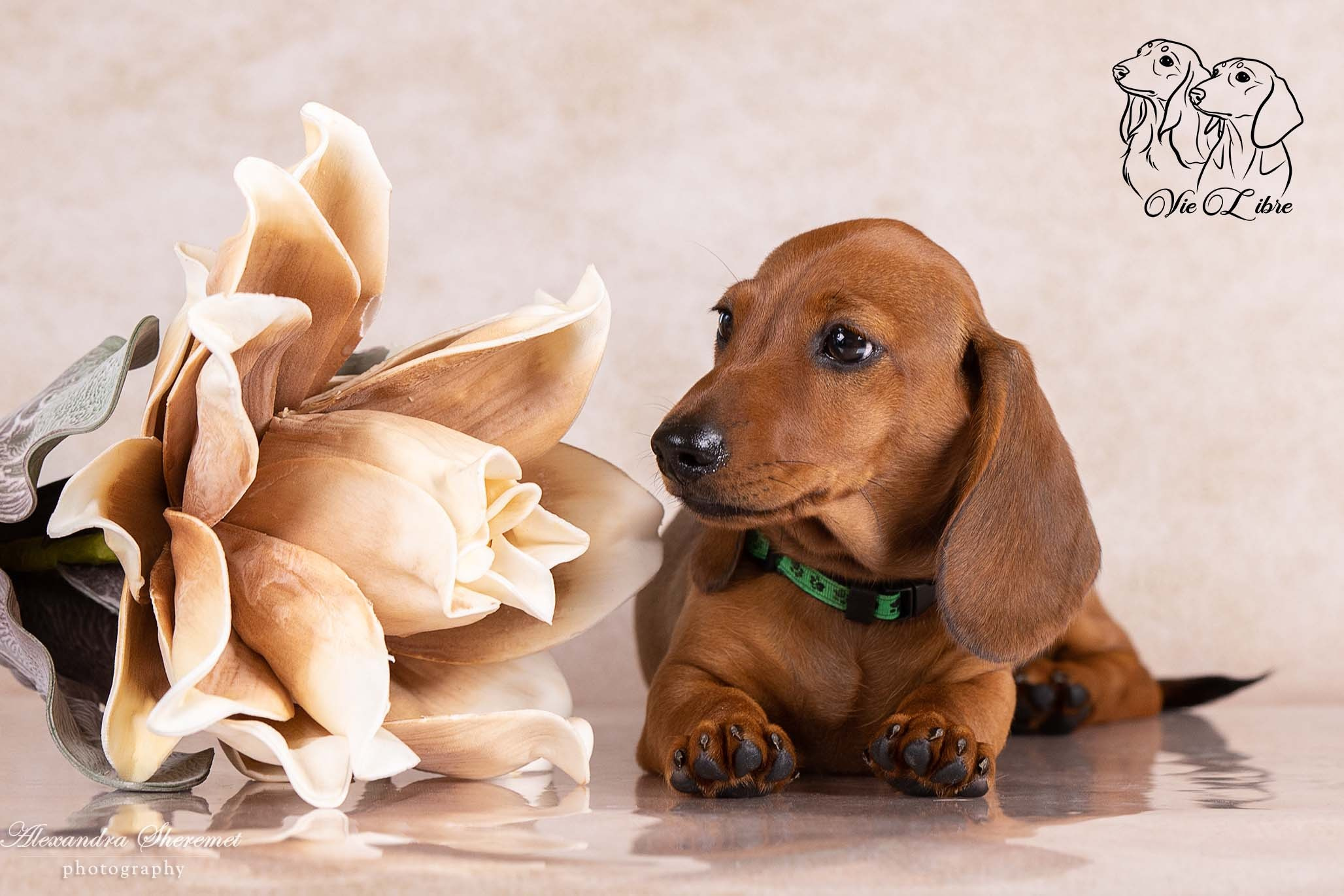 Щенки. Фотограф-анималист Александра Шеремет