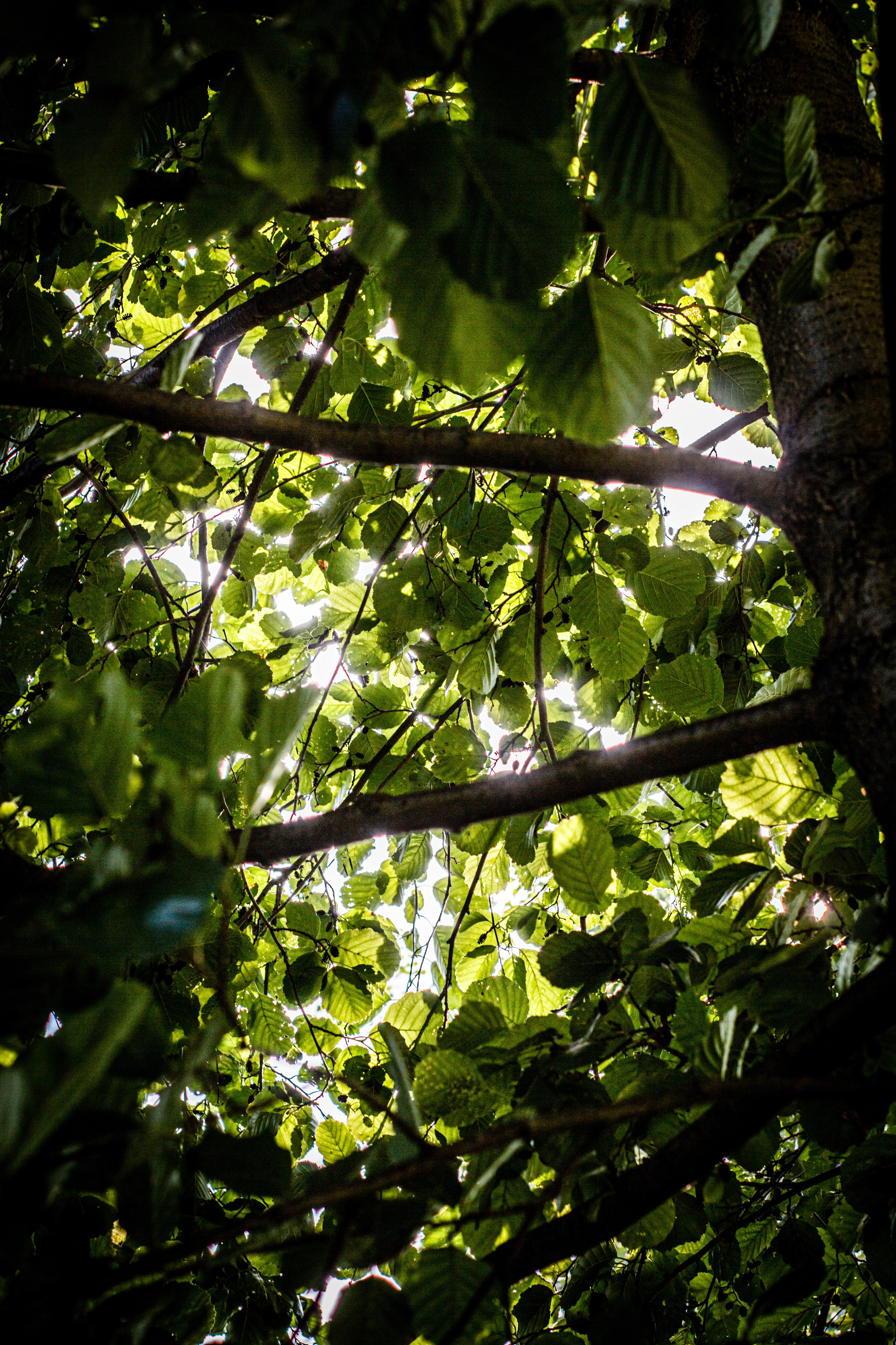 Природа/Животные