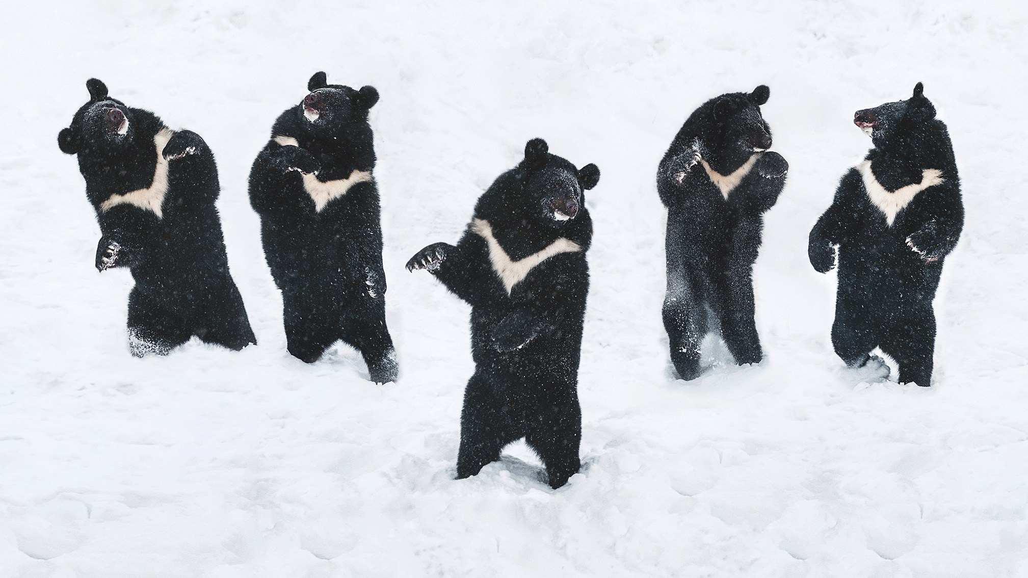 Animals and pets. Visual artist Olga Burmistrova