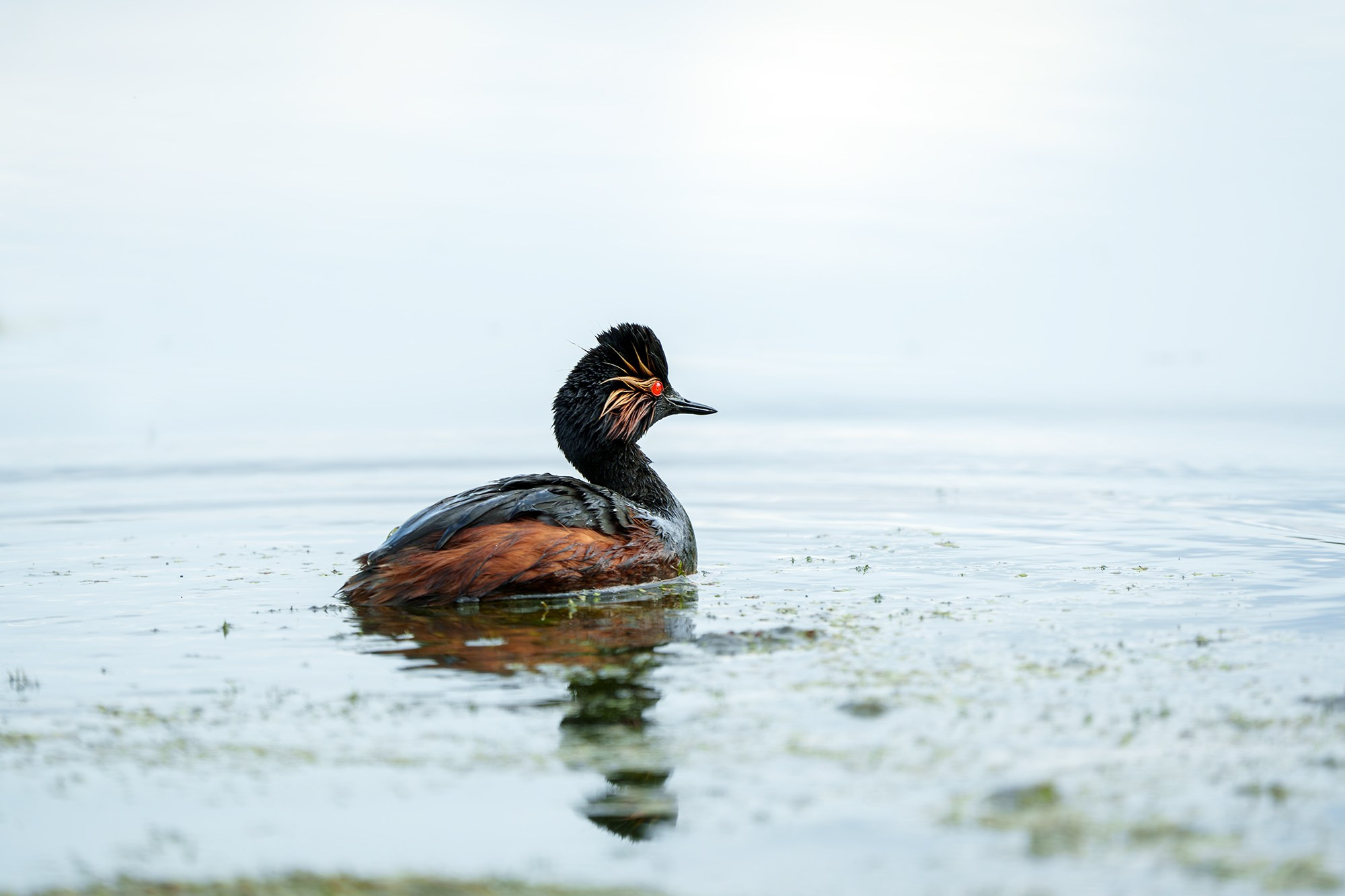 Удивительные мир птиц. Вокруг нас столько прекрасного — присмотритесь!. Ваш личный фотограф Марина Волкова