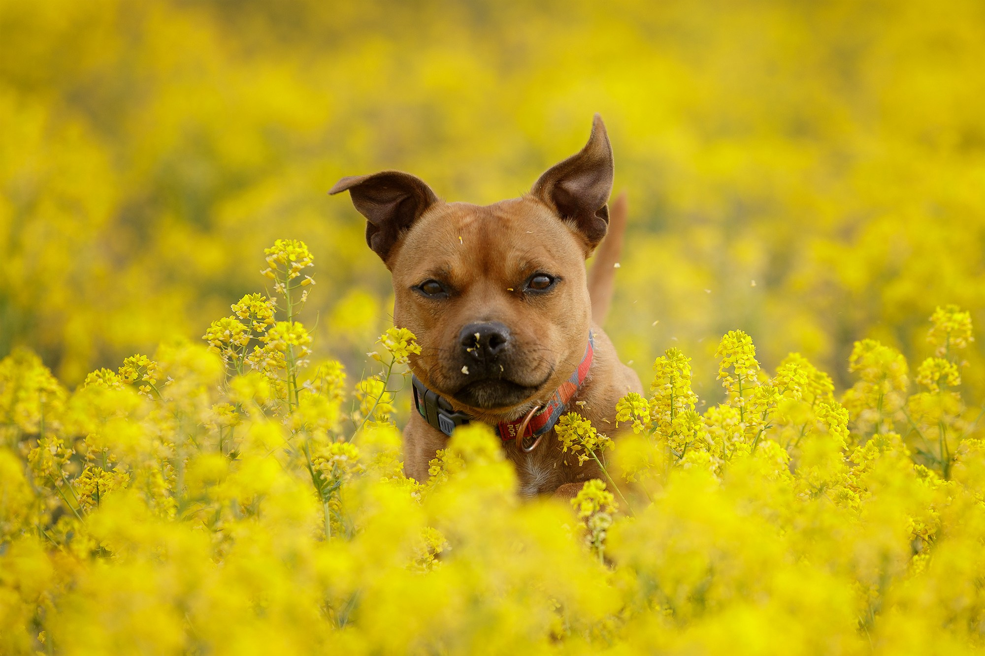 На природе и в городе. Фотограф-анималист в Калуге Мария Шерскова