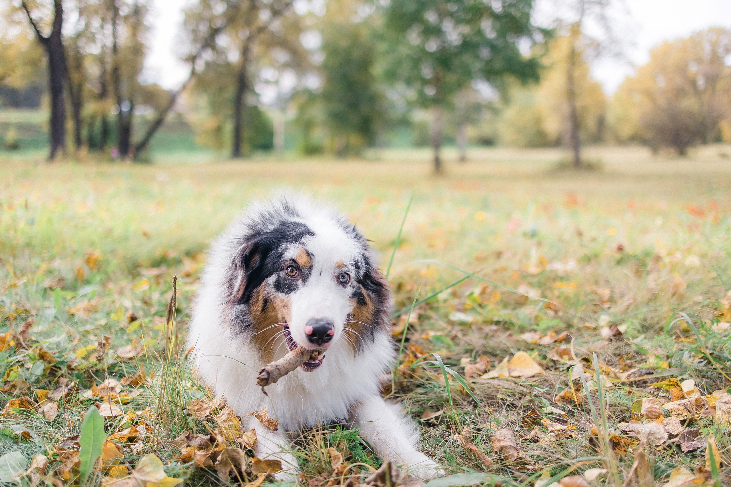 Аусси Дэймон. Свадебный и женский фотограф