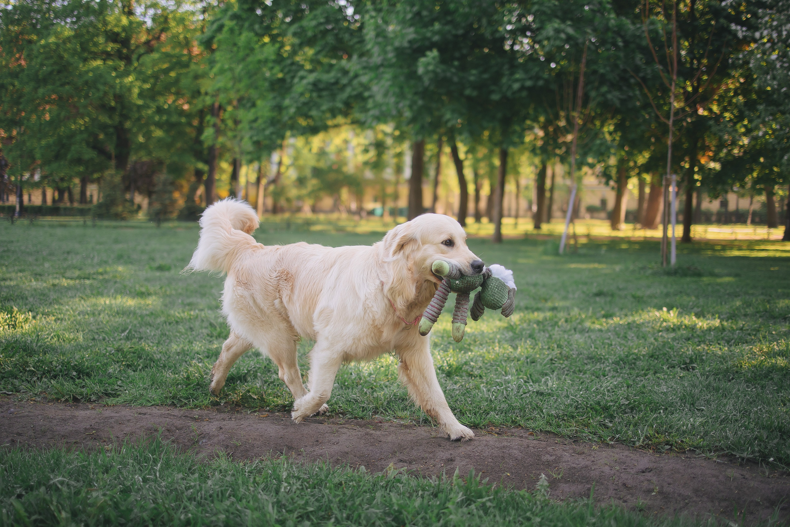 Золотистый ретривер Мона, Питер. Свадебный и женский фотограф