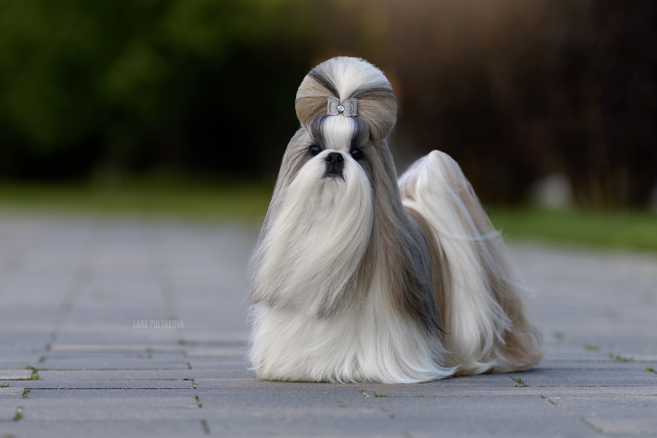 Как подготовить собаку к выставке: чек-лист для фото. ФОТОГРАФ-АНИМАЛИСТ l LANA POLYAKOVA