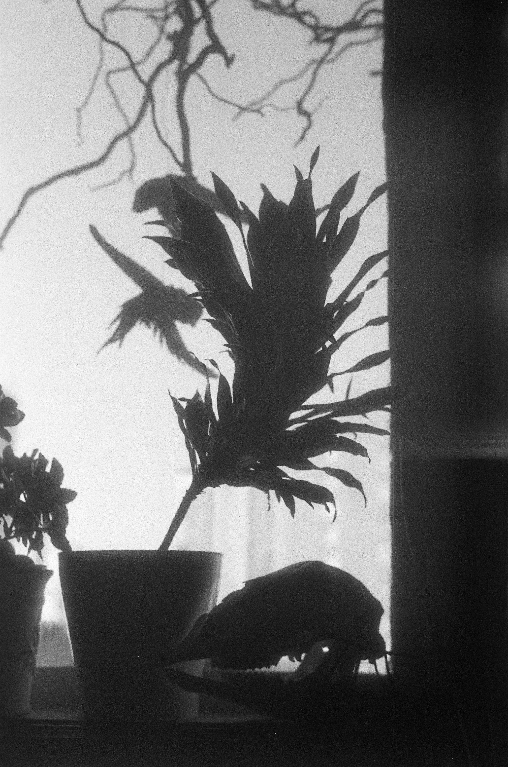 Фото на плёнку. Фотография Стремского