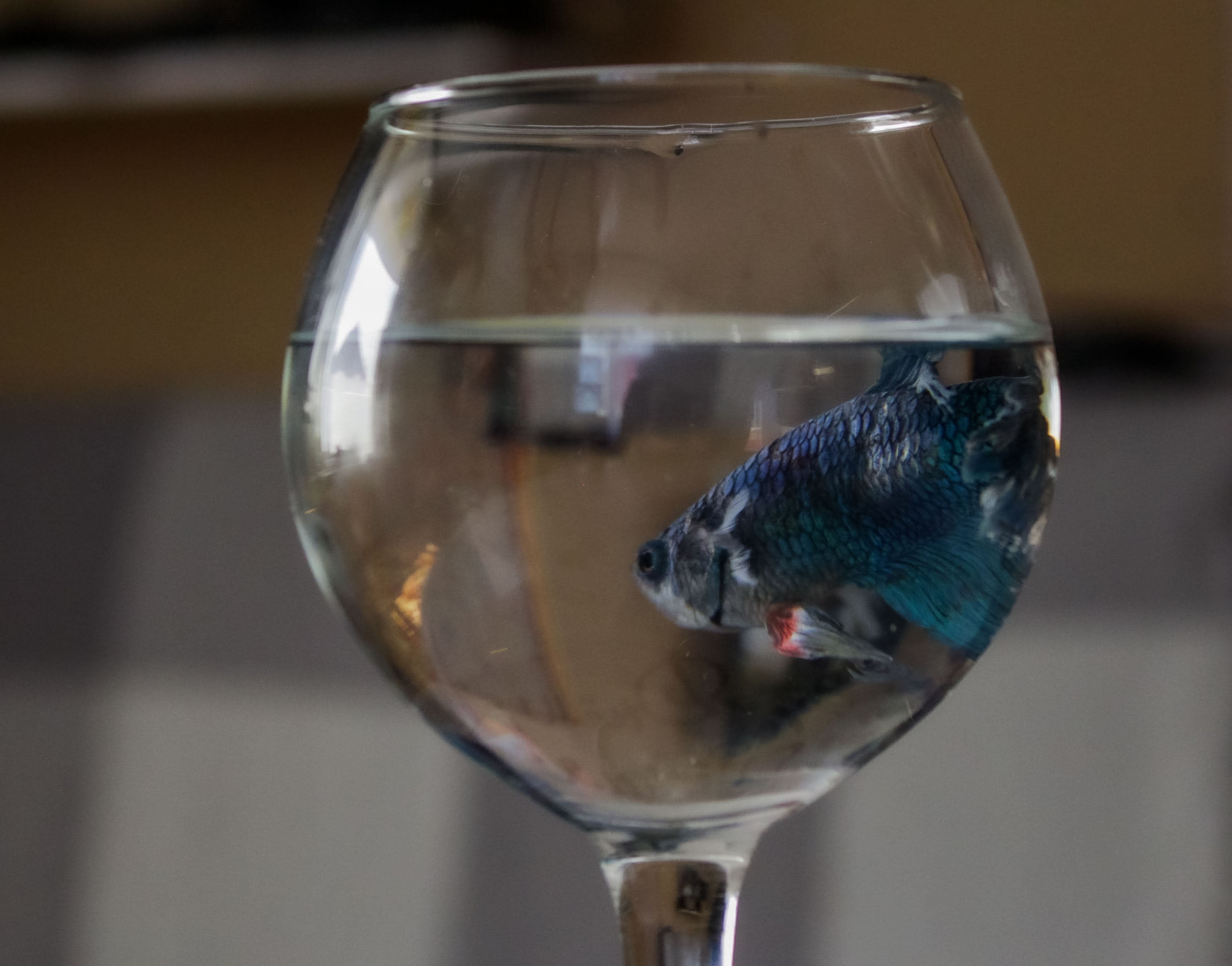 День рождения Даниил (6 лет). Фотограф Екатерина Козловская