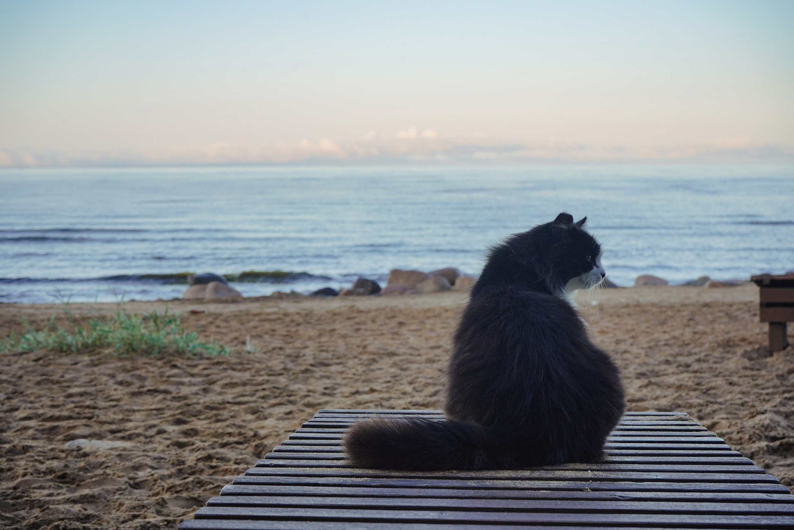 Фотосессии Пушистиков. Фотограф в Санкт-Петербурге Виктория Барышникова