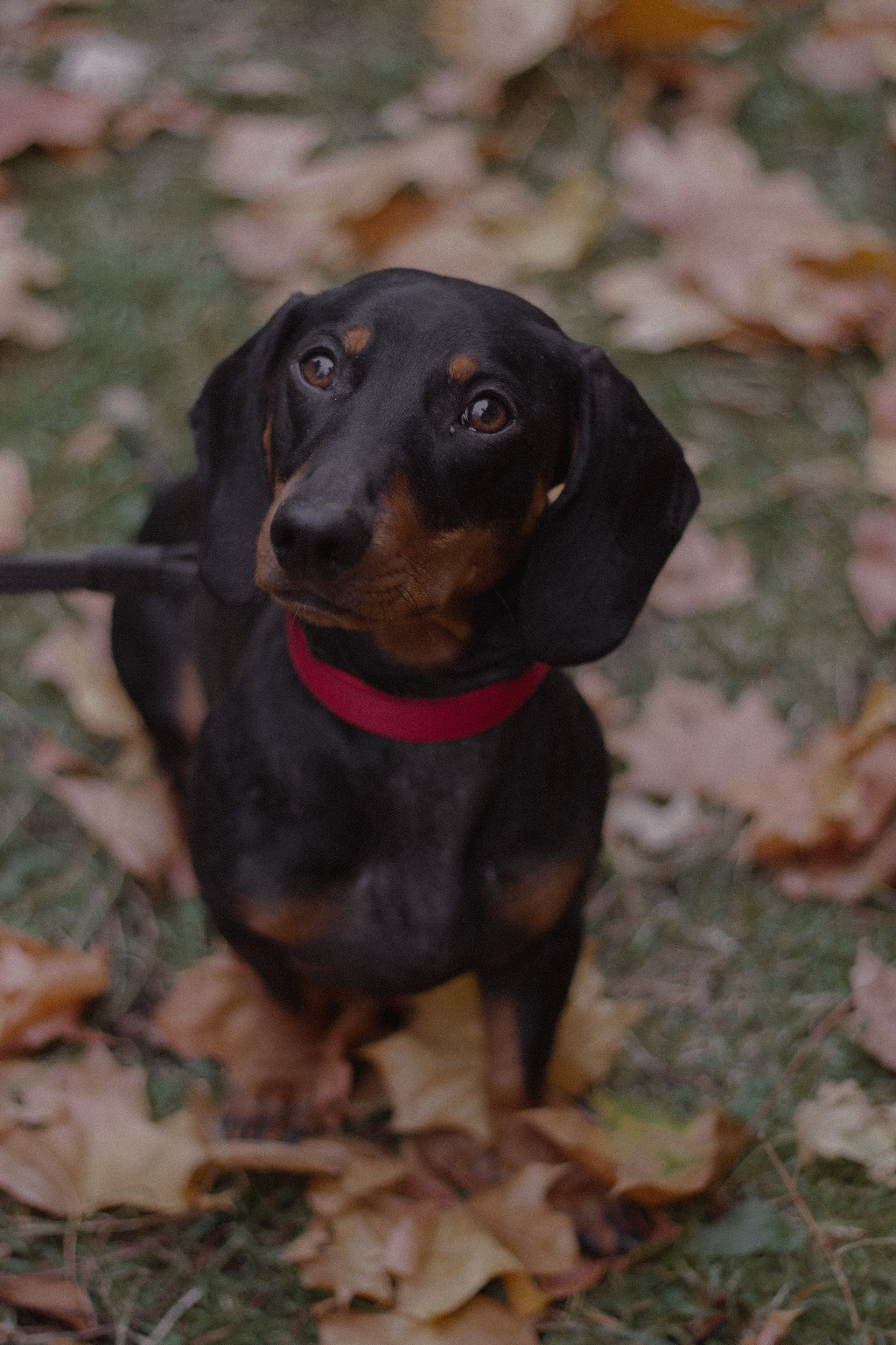 LOVE STORY. Фотограф Ожерельева Ольга. Love story · Portraits · Individual photoshoot