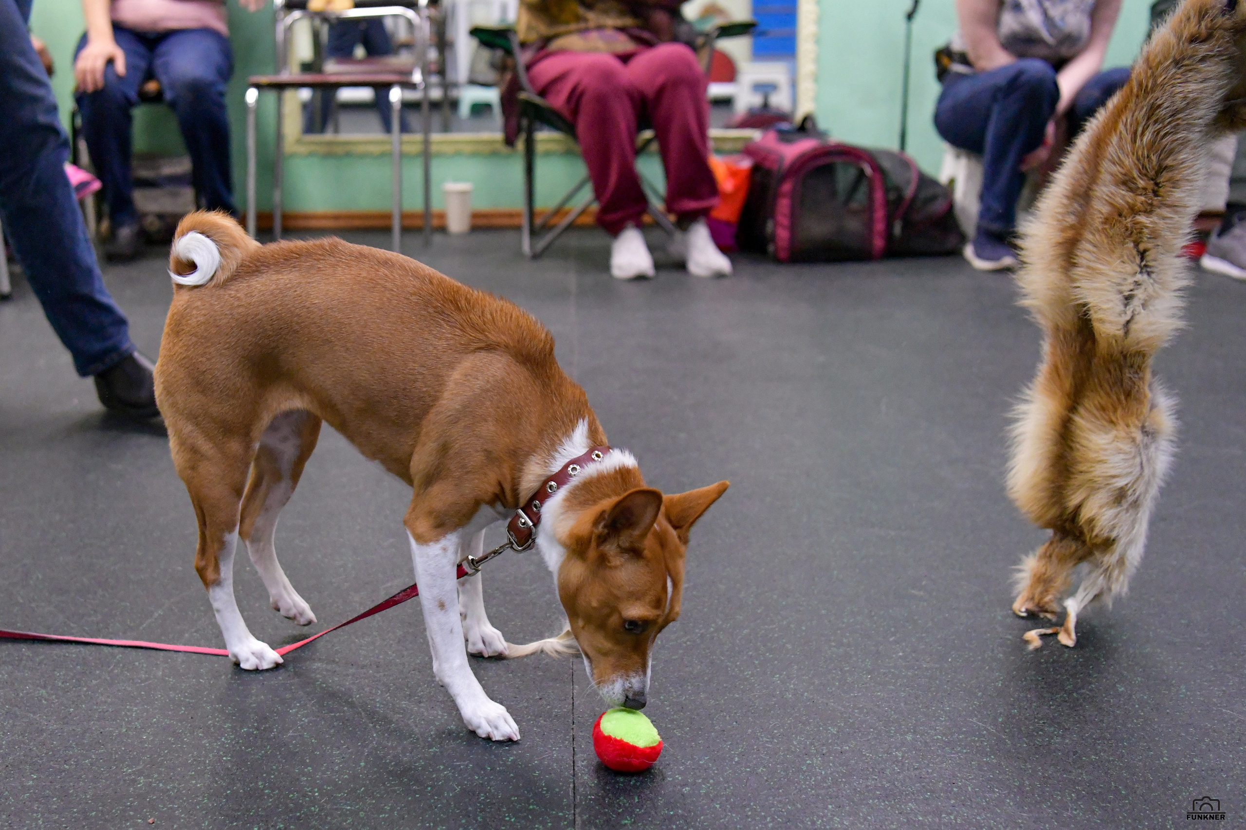 Кинологический клуб «Бодрый хвост». Свой взгляд через объектив