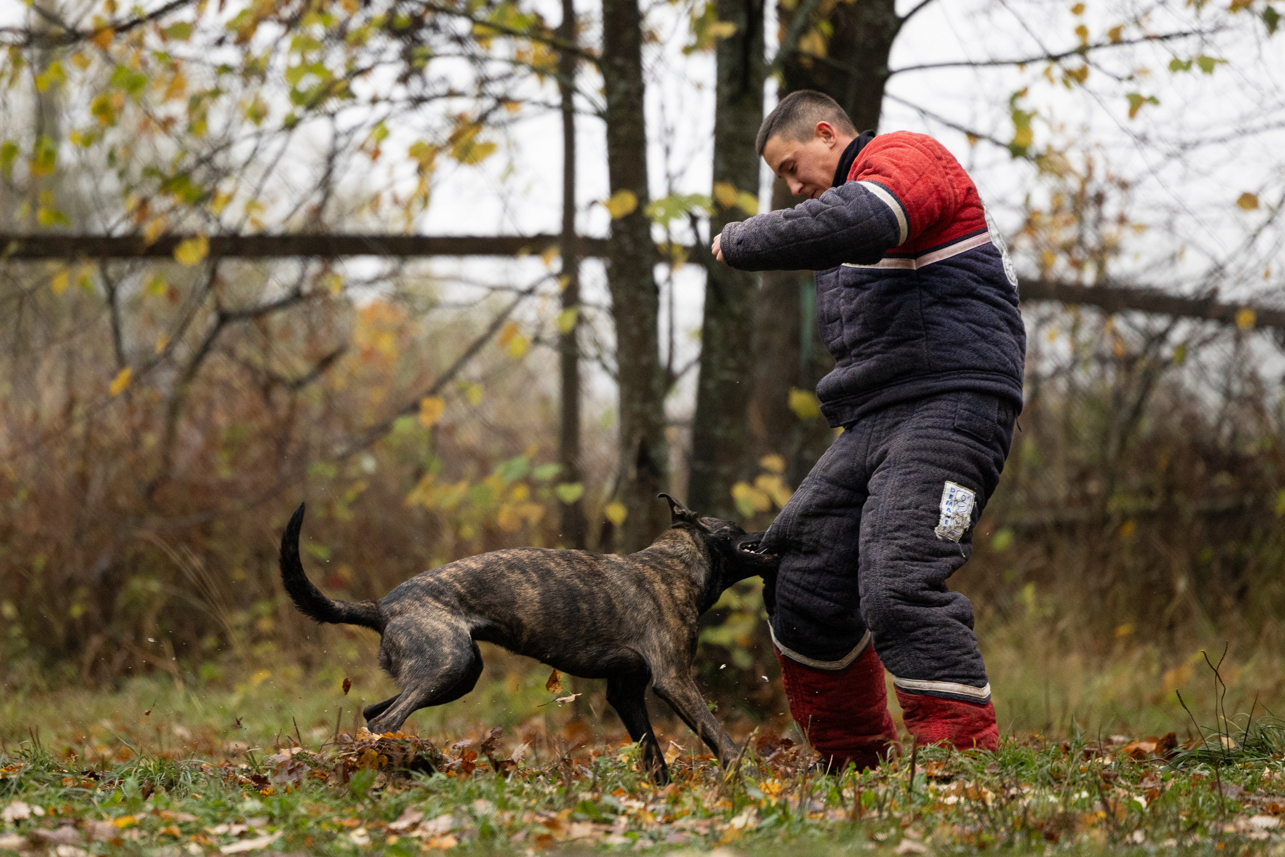 Соревнования по Мондьорингу г. Вологда. Фотограф-анималист Анна Маринич