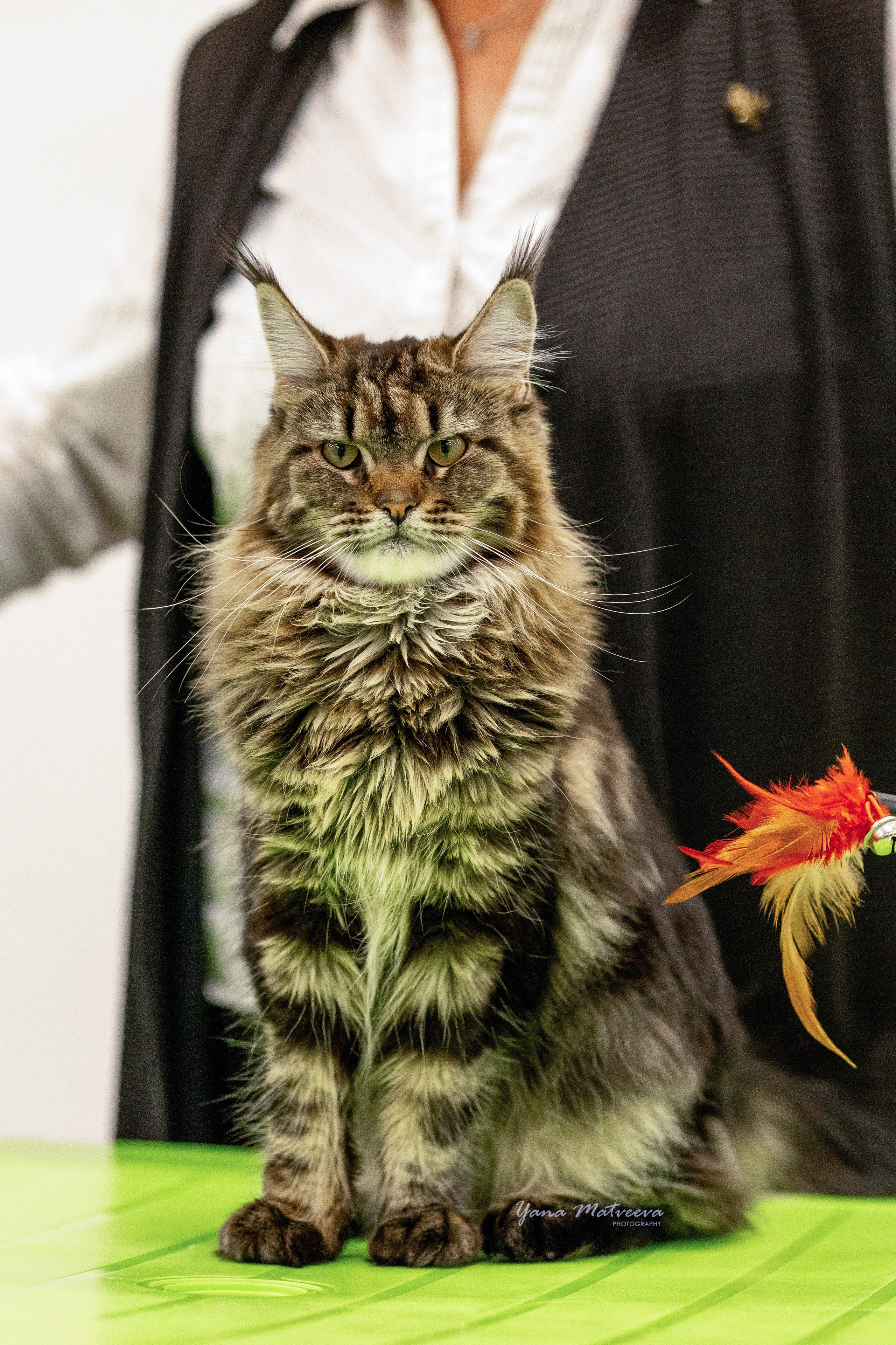 Кошки. Фотограф Яна Матвеева в Ижевске