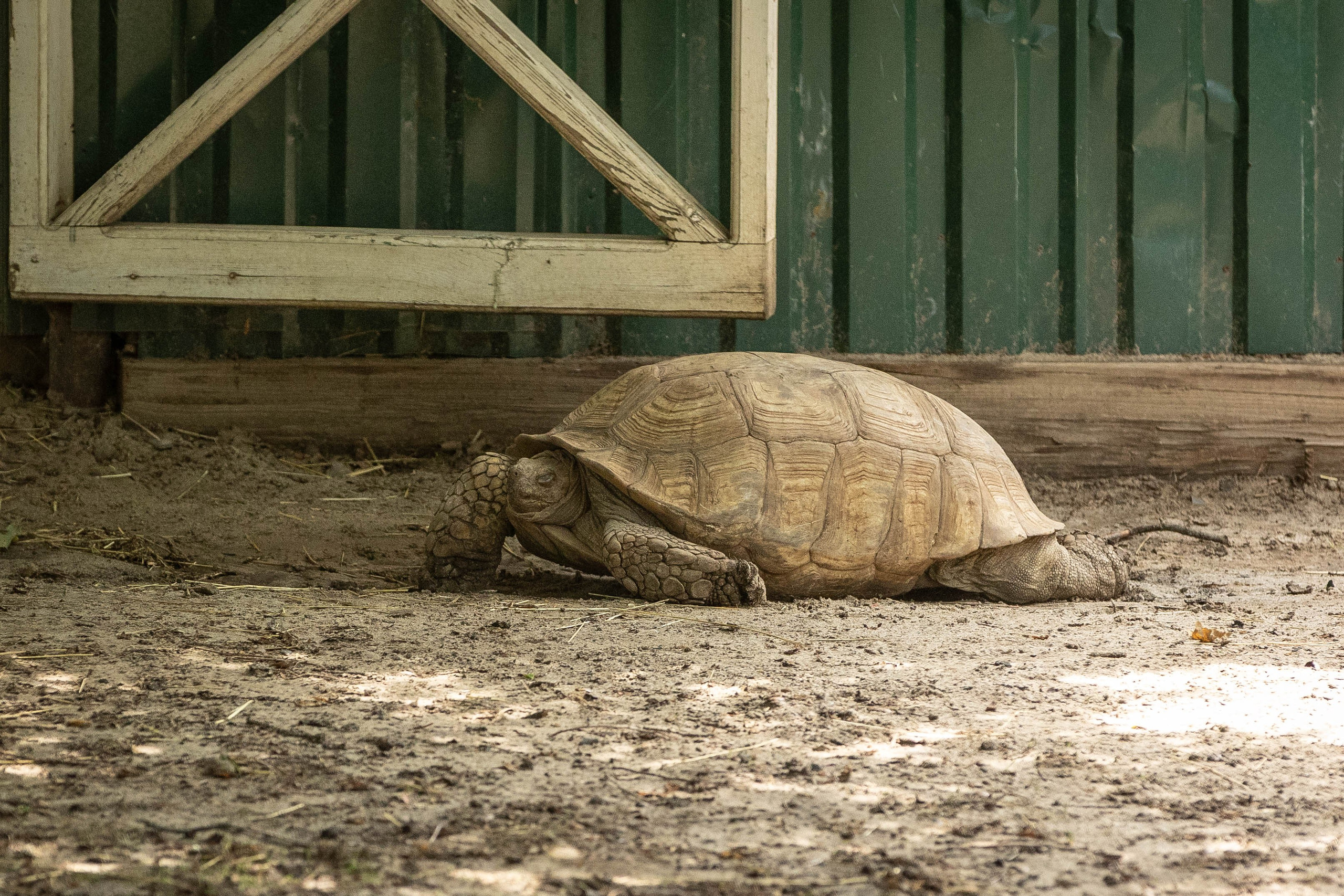 Зоопарк Малинки. Фотограф-АниМалист Анна Абрамова