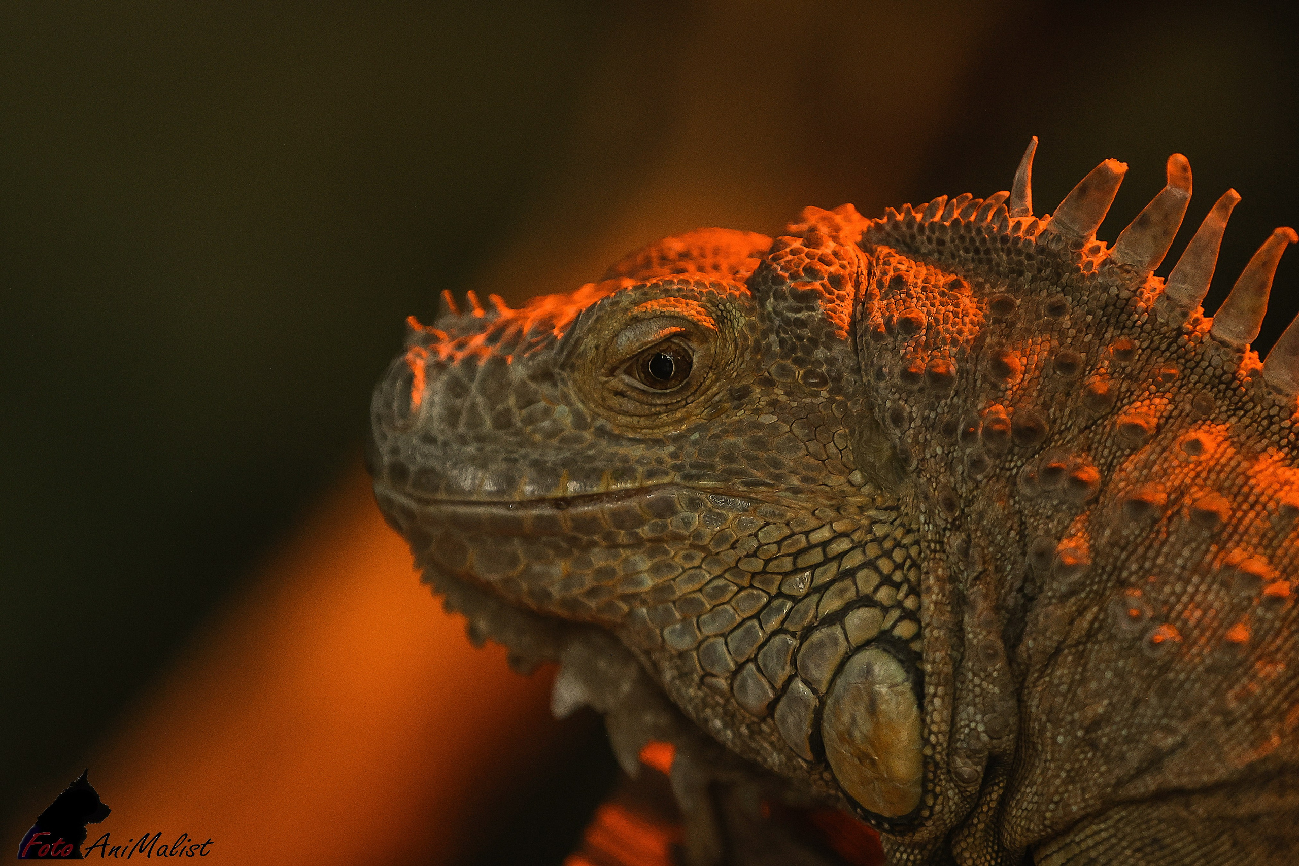 Зоопарк Малинки. Фотограф-АниМалист Анна Абрамова