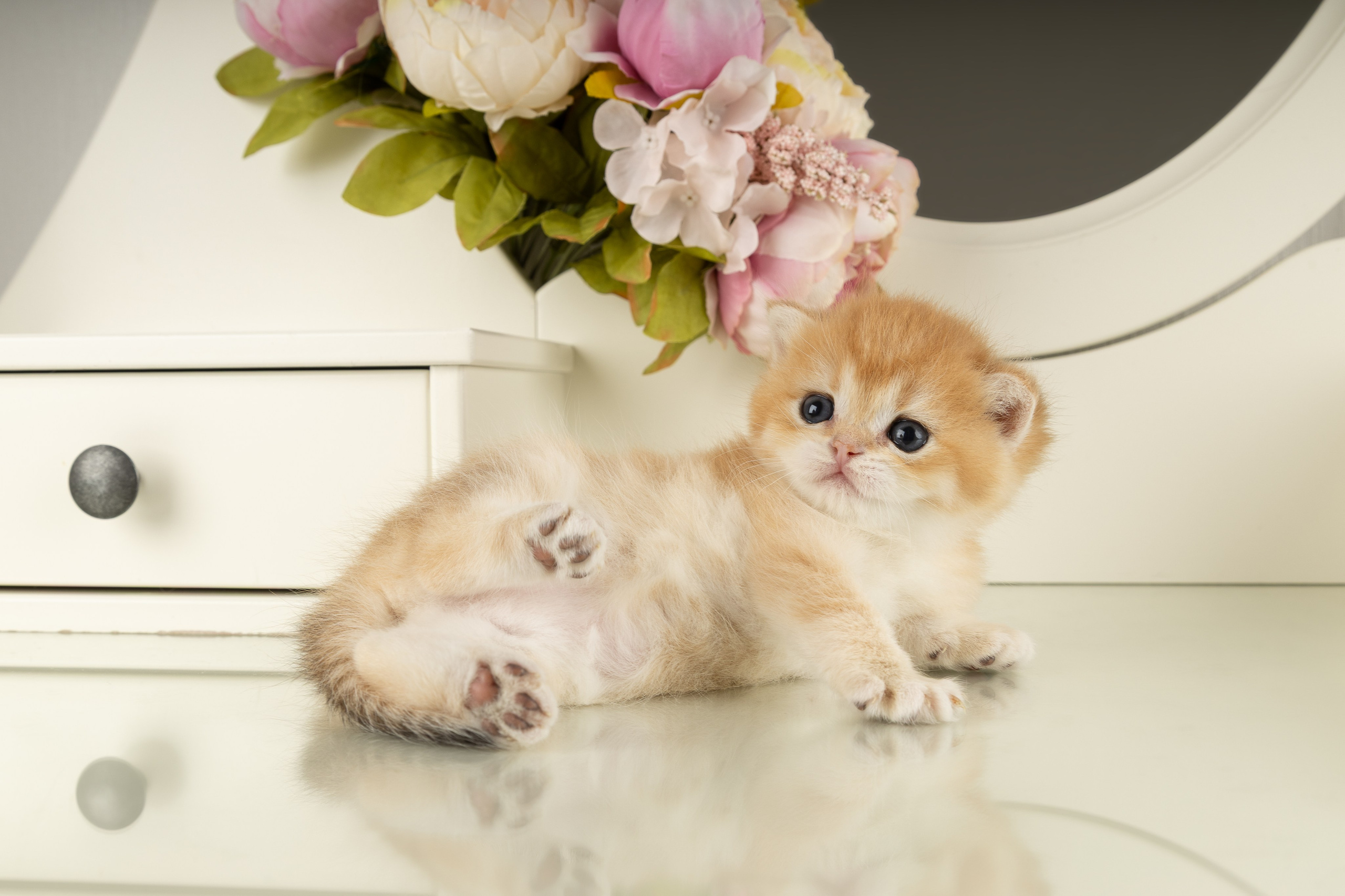 Британские котята (в интерьере). Фотограф-анималист в Москве, МО и Владимире