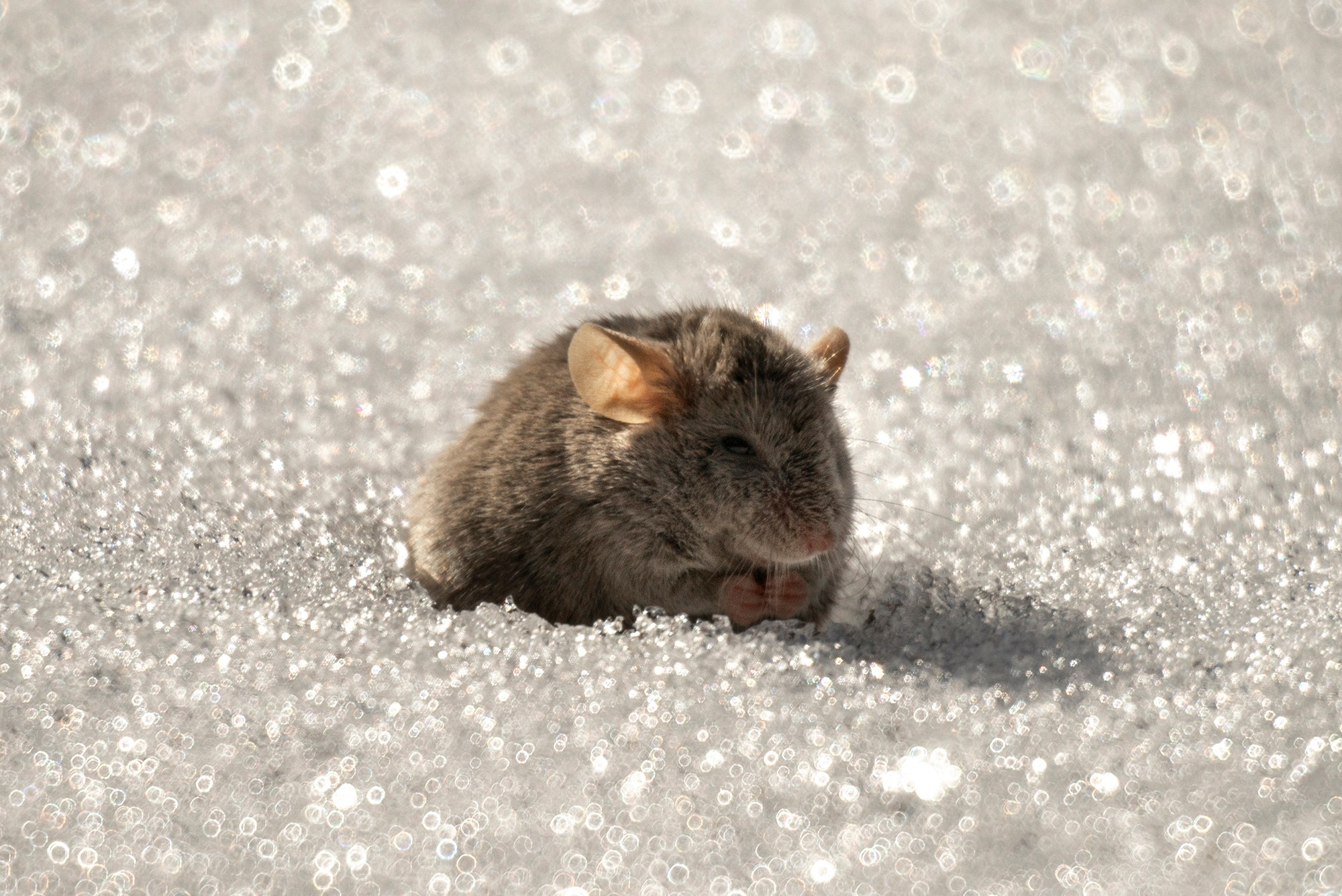 Животные. Ваш личный фотограф Марина Волкова