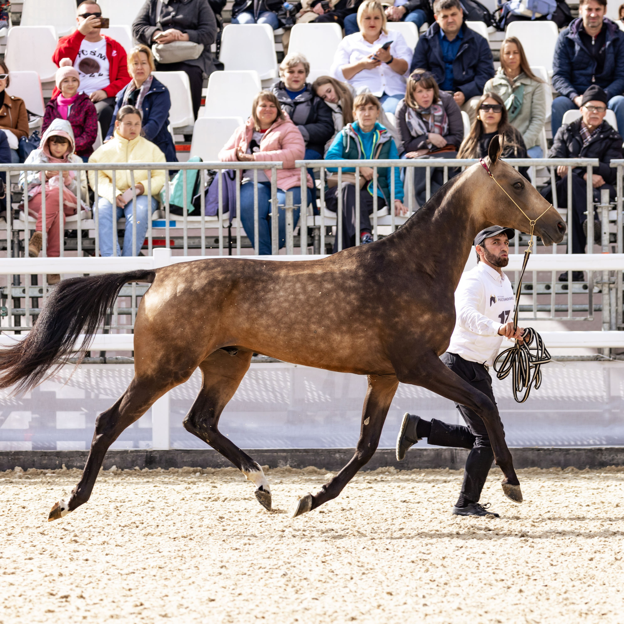 Конные выставки. Mrs.Aquarelia Конный фотограф Марианна Леонтьева