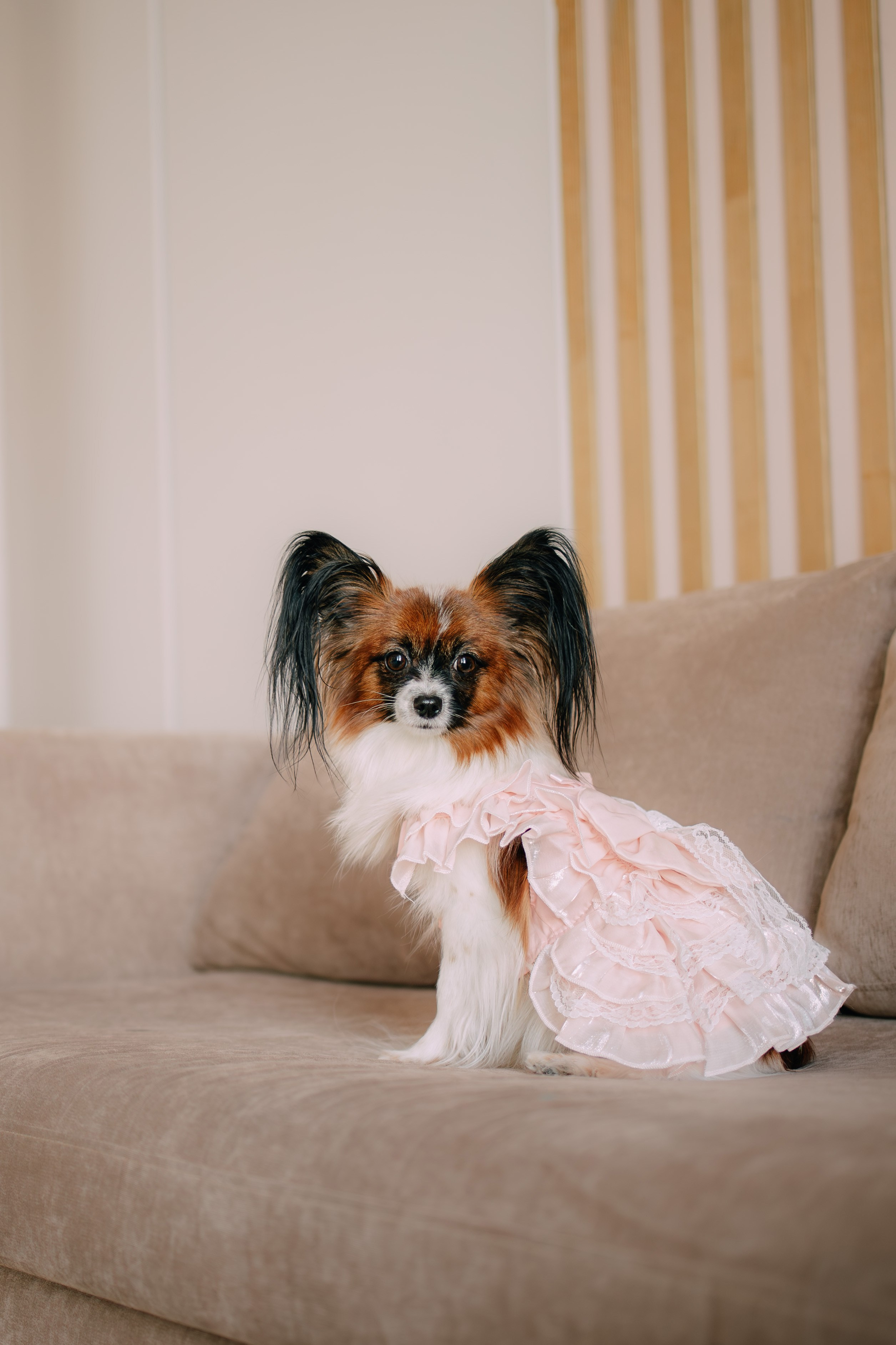 Султан, Мэй Мэй и Шанталь и их семья