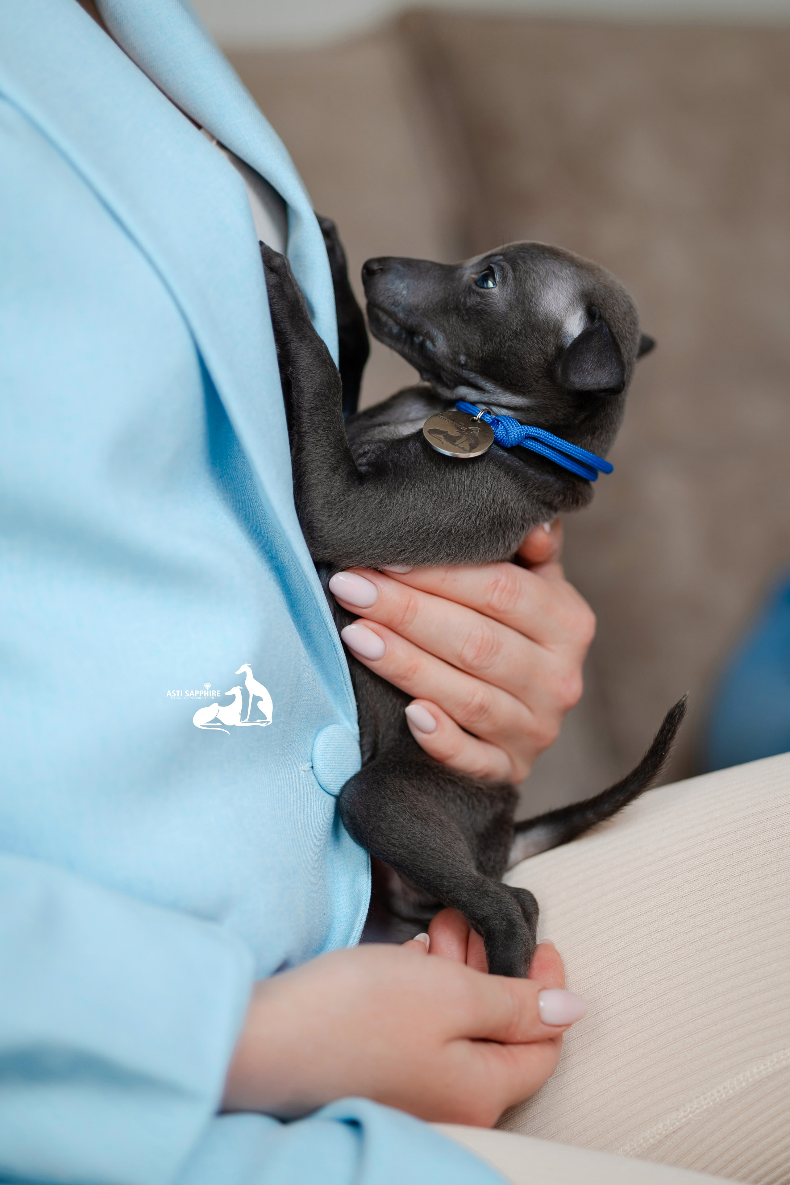 Весенние крошки. Professional Italian Greyhound Kennel RKF/FCI ASTI SAPPHIRE 💎 Sochi|St. Petersburg
