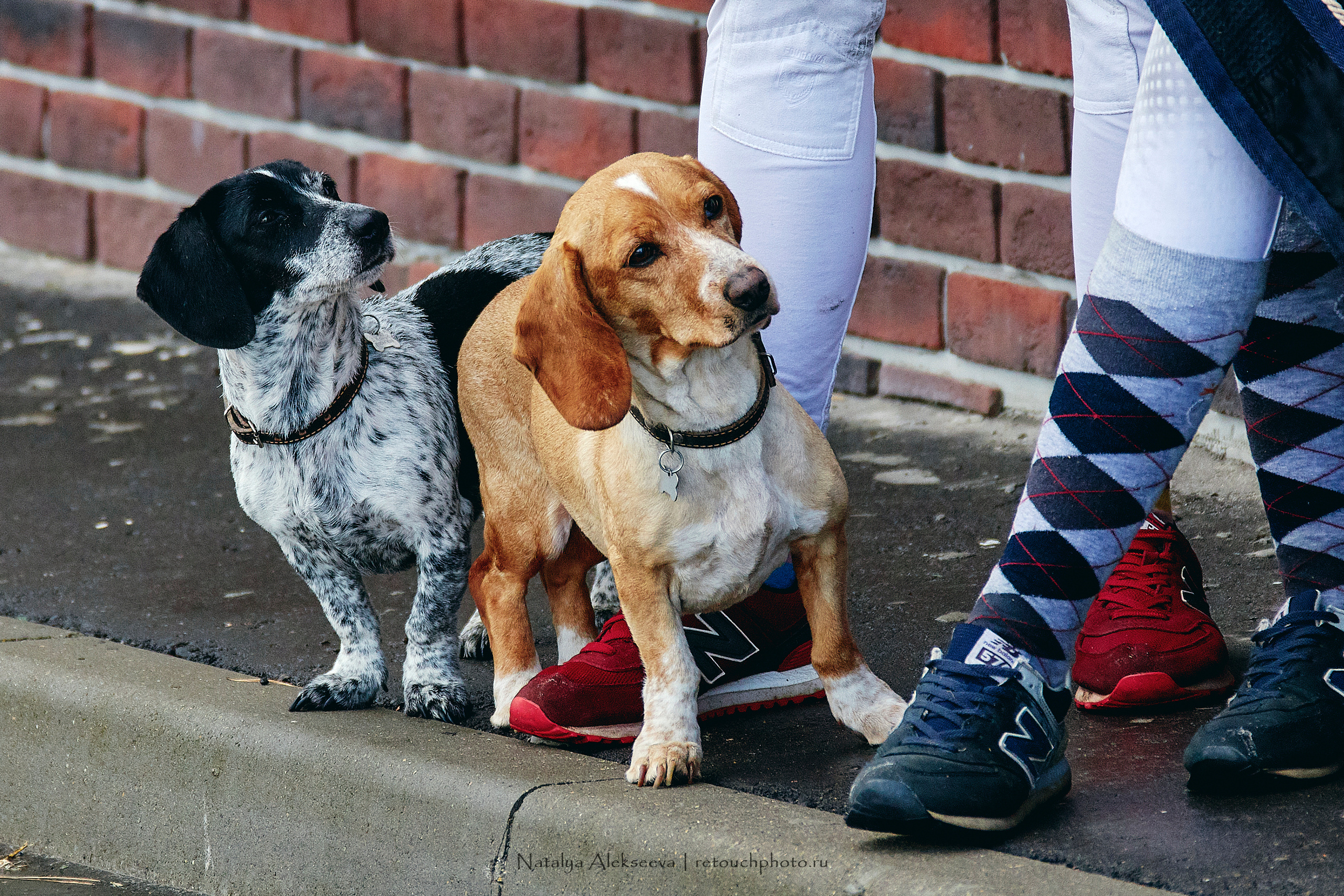 Чемпионат Московской области по конкуру, Maxima Stables | 07'2019. Репортажный фотограф и ретушер в Москве Наталья Алексеева