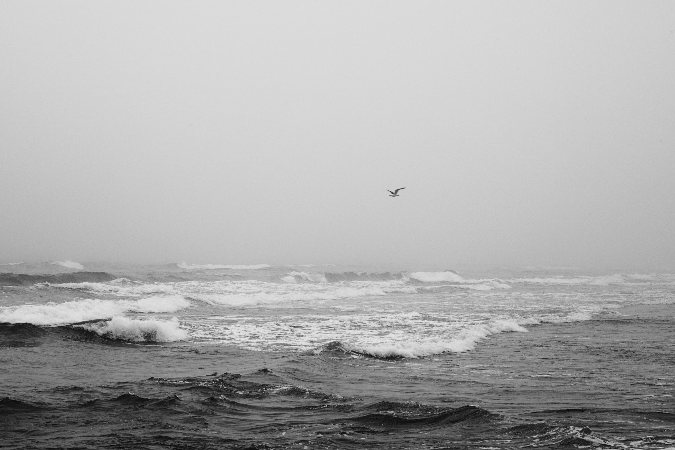 Portfolio. @beingabird.photography