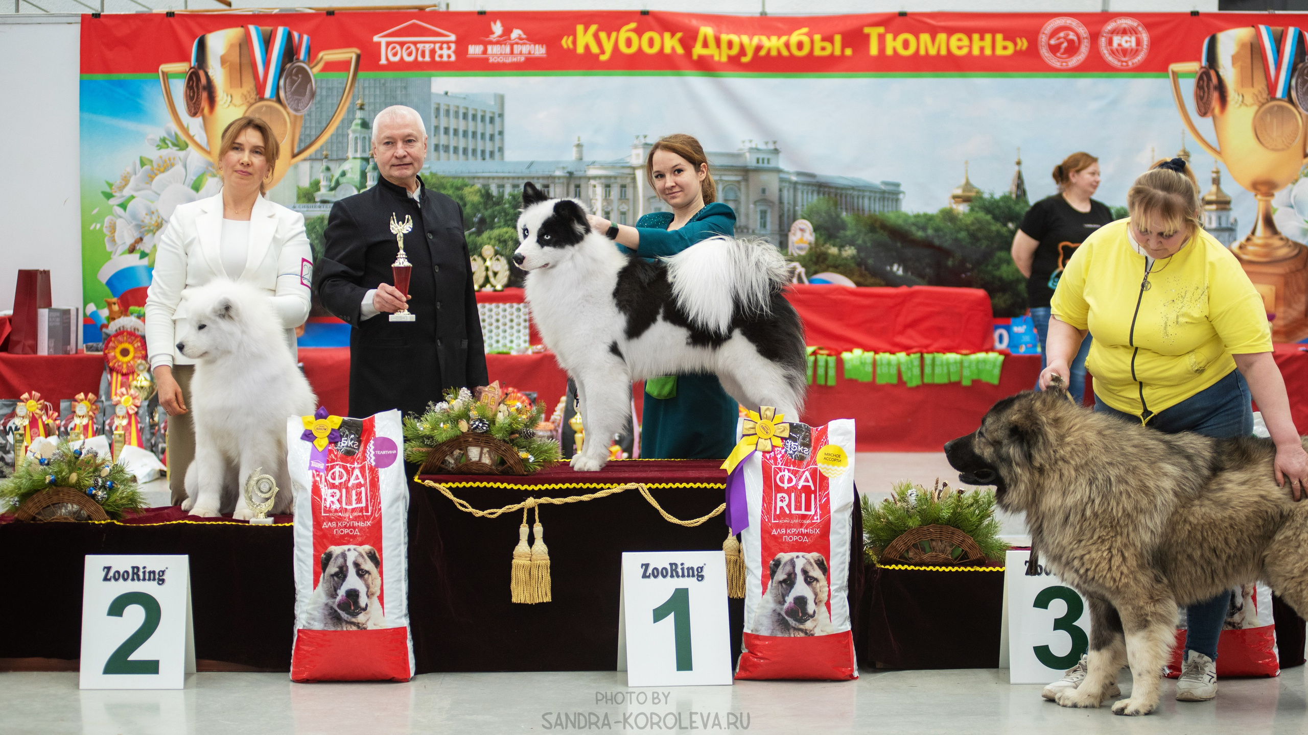 Выставка собак тюмень 14.01.2023. Дог-фотограф в Тюмени Александра Королева