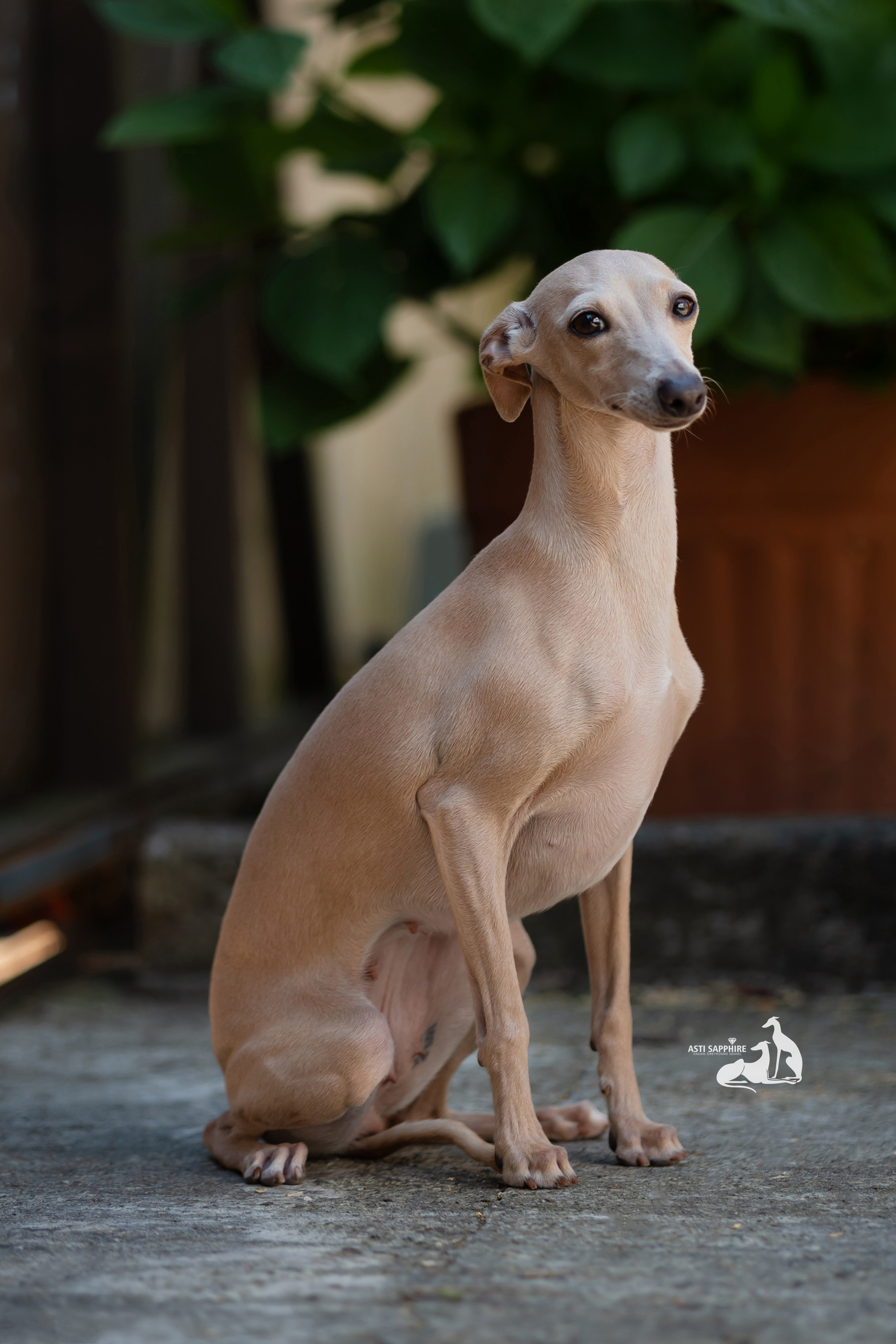 Asti Sapphire Adriana. Professional Italian Greyhound Kennel RKF/FCI ASTI SAPPHIRE 💎 Sochi|St. Petersburg