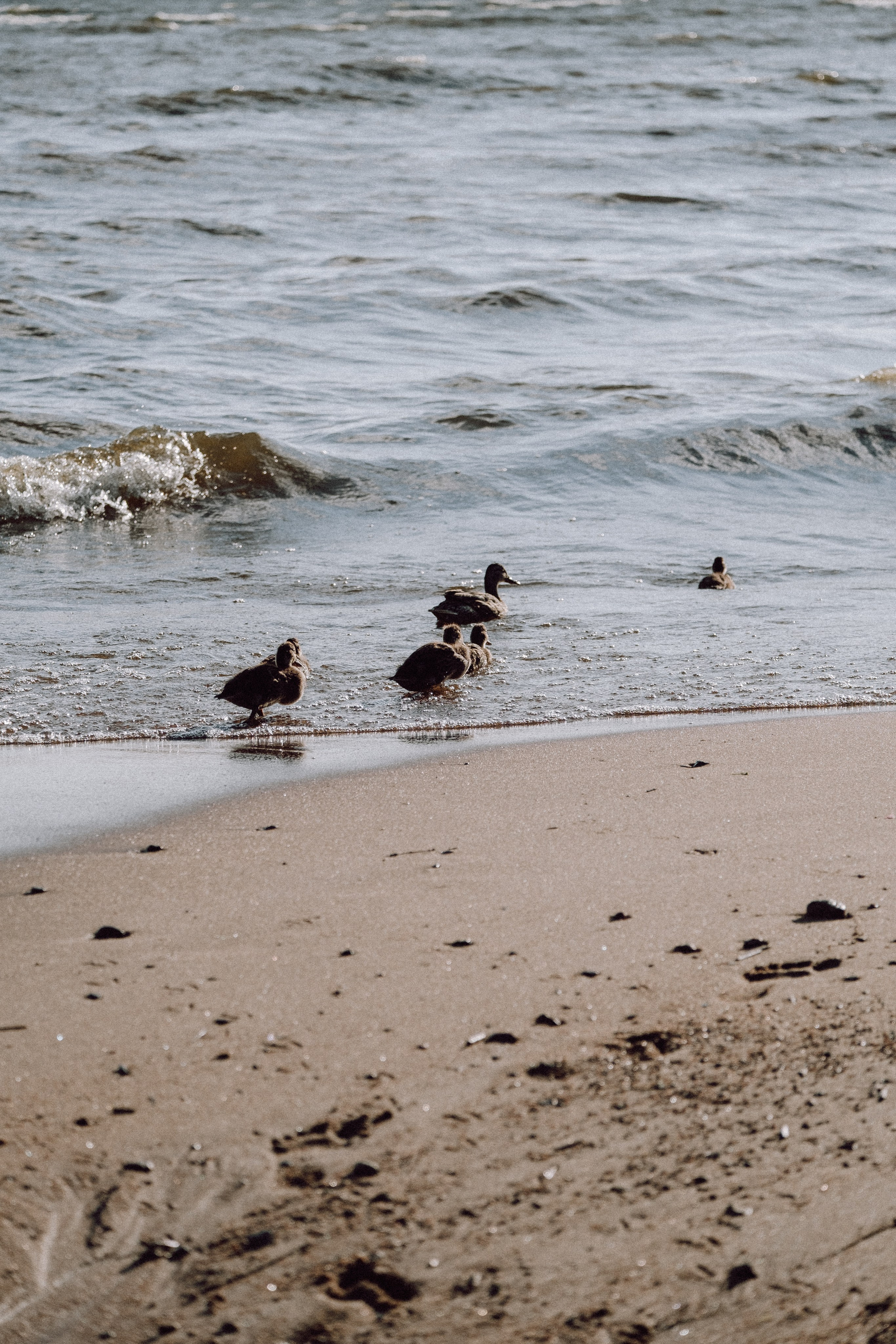 ПРОГУЛКА НА БЕРЕГУ ФИНСКОГО ЗАЛИВА. Профессиональный фотограф, Санкт-Петербург — Виктория Богомолова