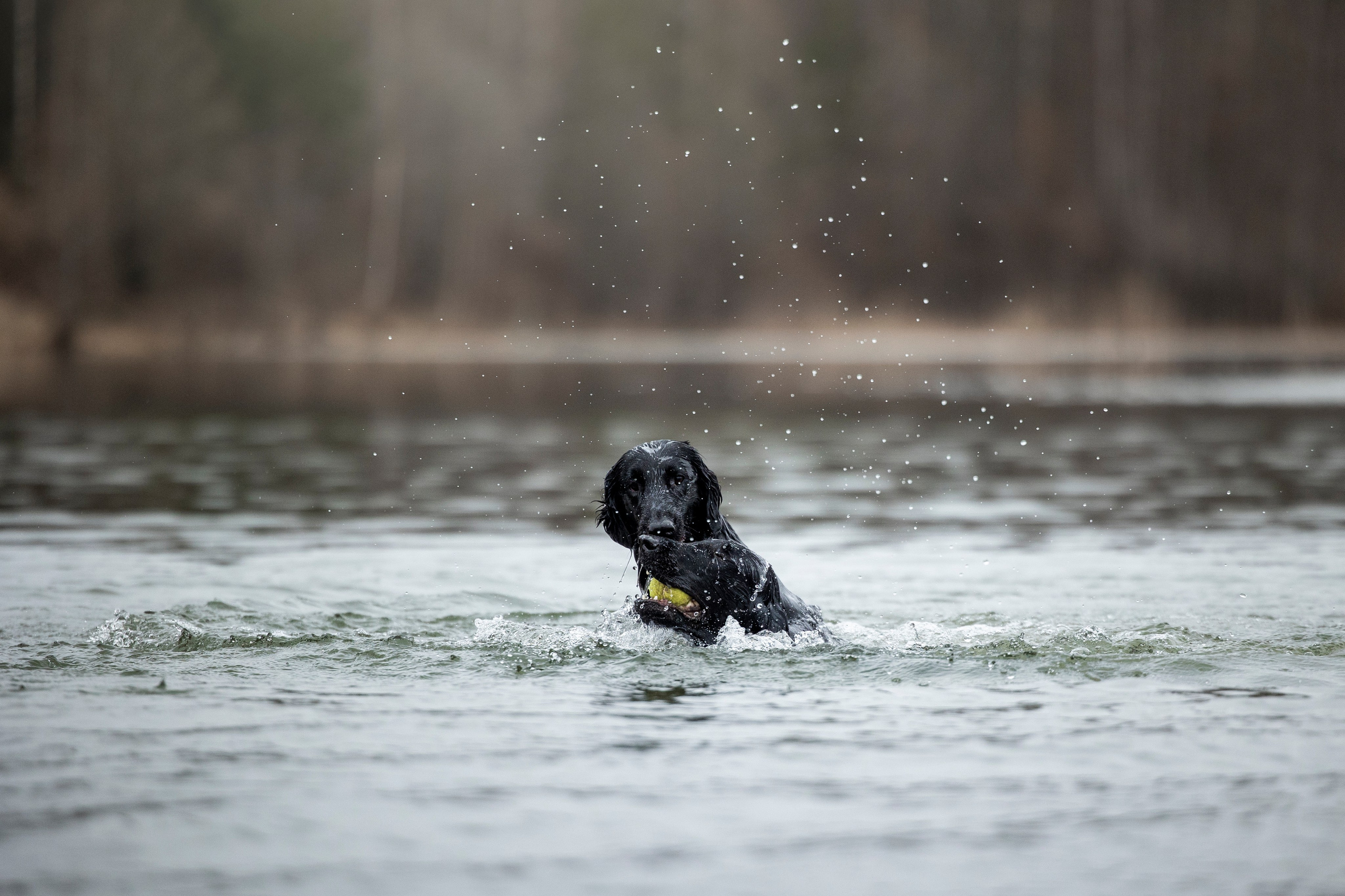 Ора, Ева, Рози и их семья. Фотограф — Анималист | Санкт-Петербург