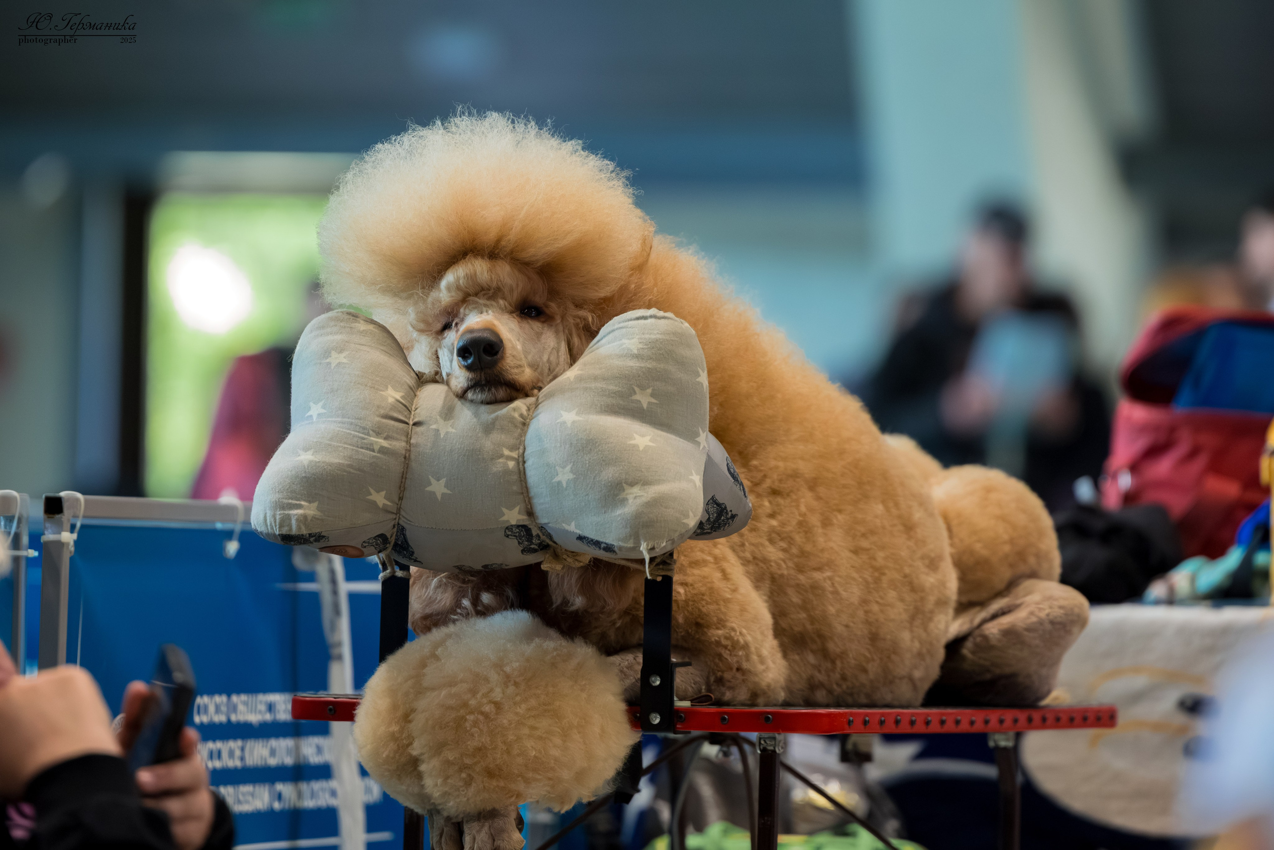 Минск 31.05-1.06.2025. Фотограф-анималист Юлия Германика