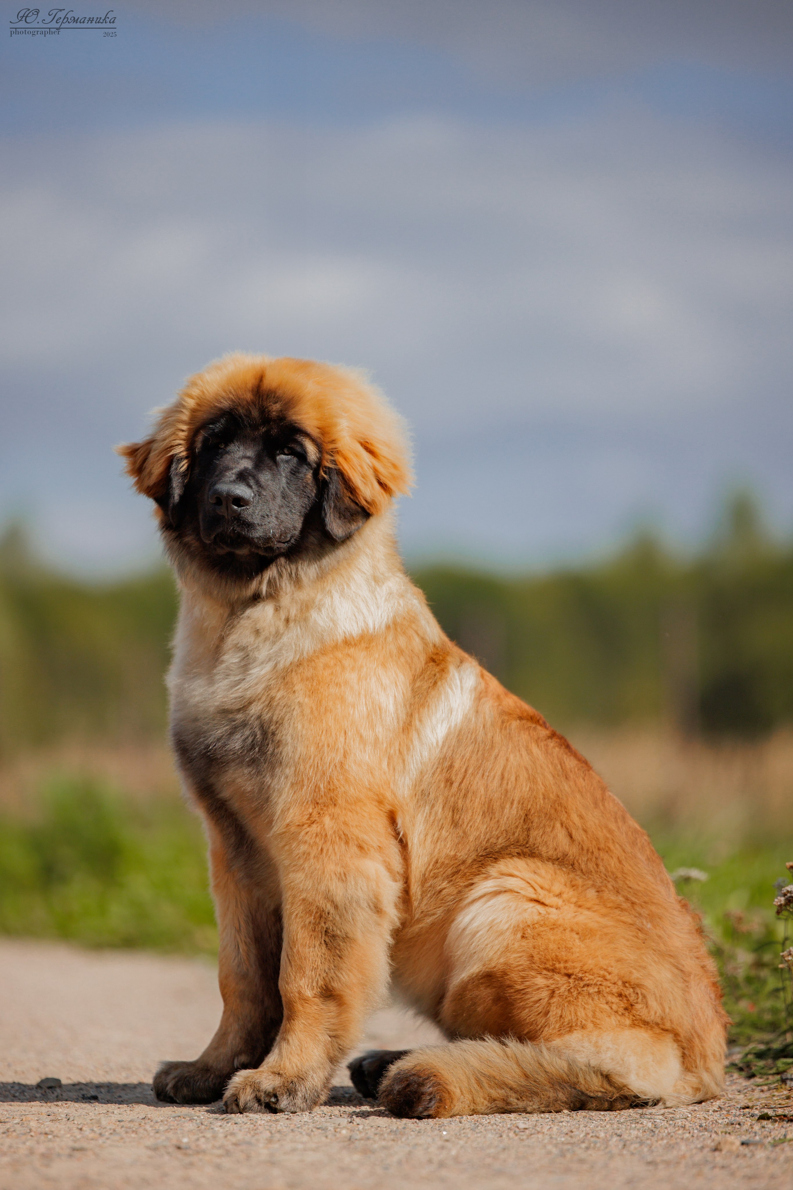 Переславль 5-7.08.2025. Фотограф-анималист Юлия Германика