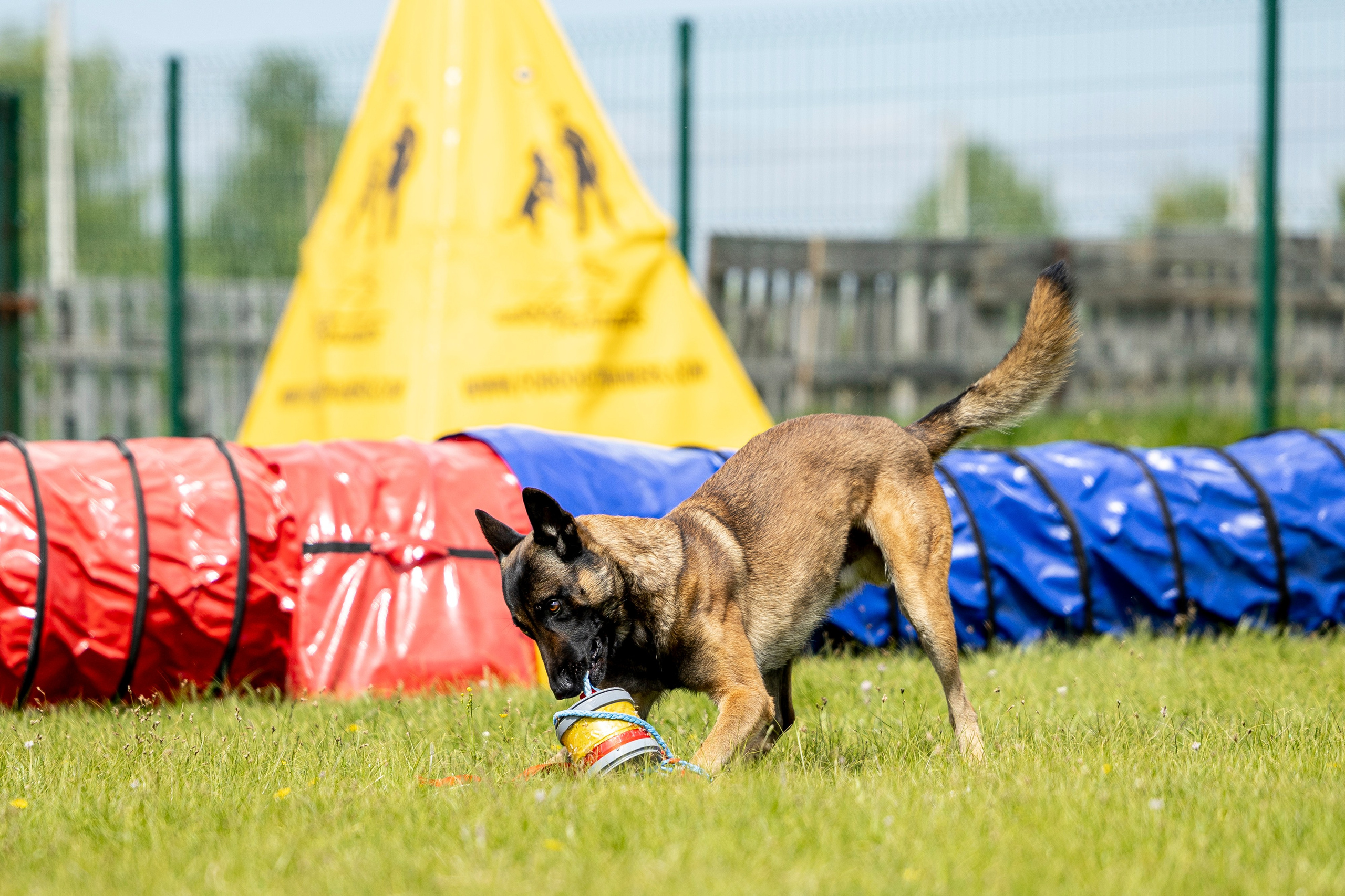 Испытания по мондьорингу в Нижнем Новгороде. Фотограф-анималист Анна Маринич