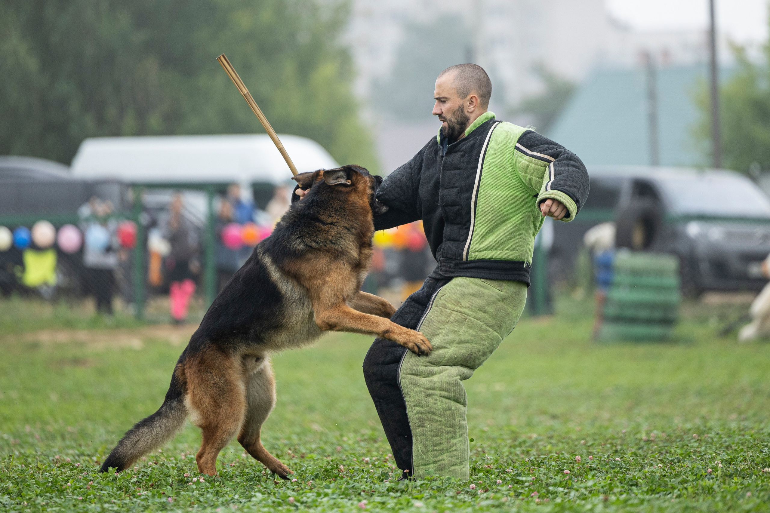 Соревнования по Мондьорингу г. Вологда 10-11.08.2024. Фотограф-анималист Анна Маринич